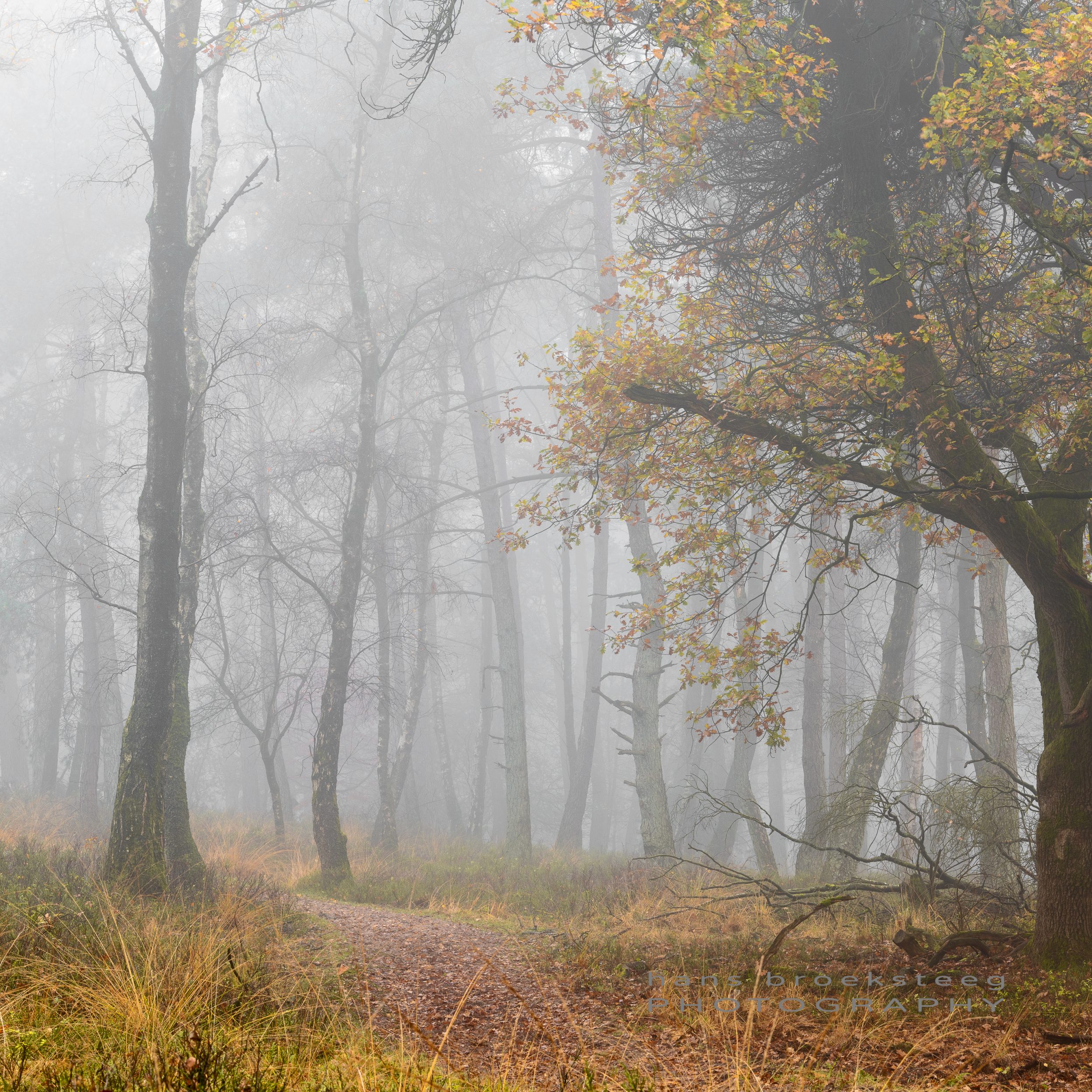 Misty woodland scene