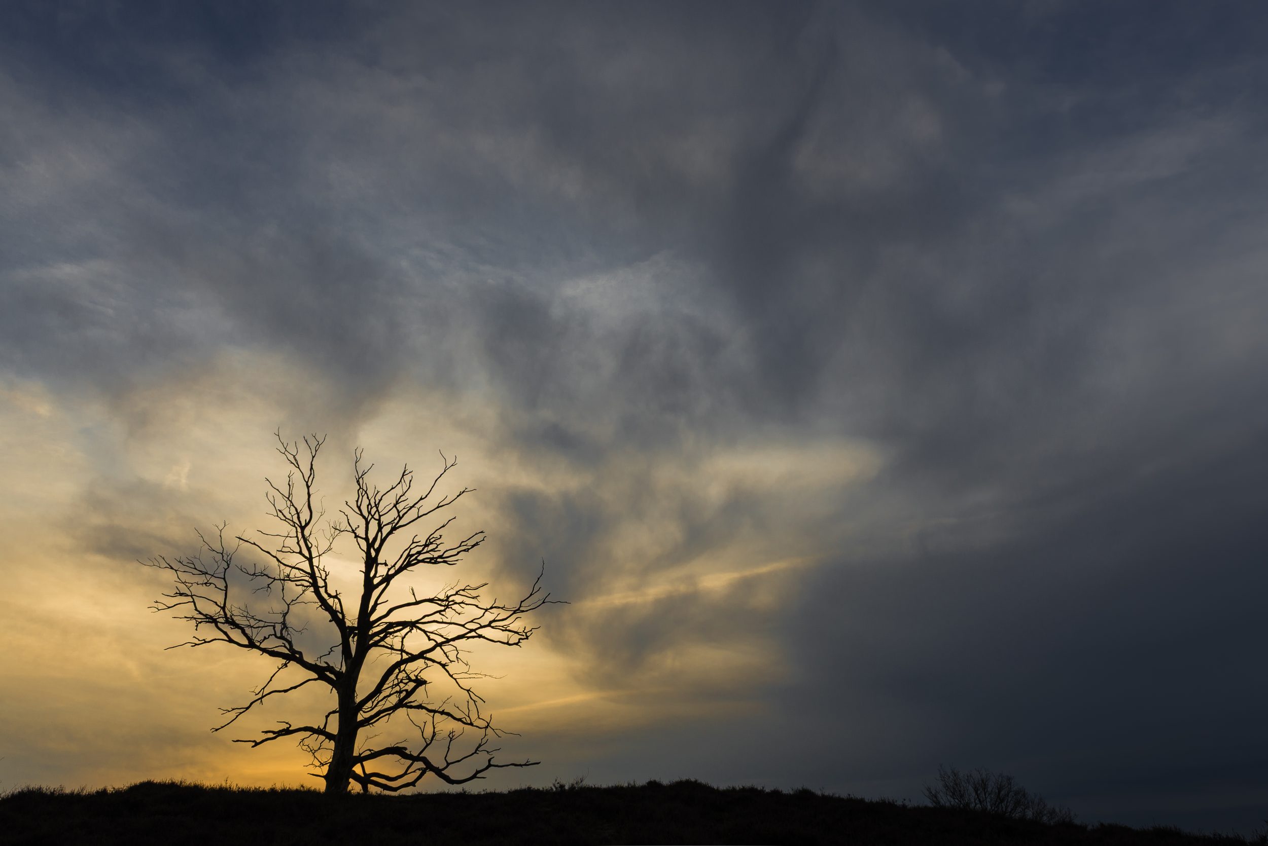Lone tree at sunrise