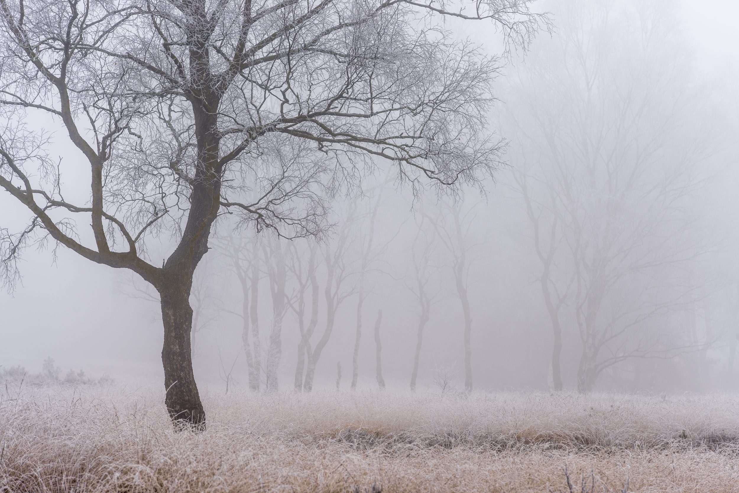 Winter Mist