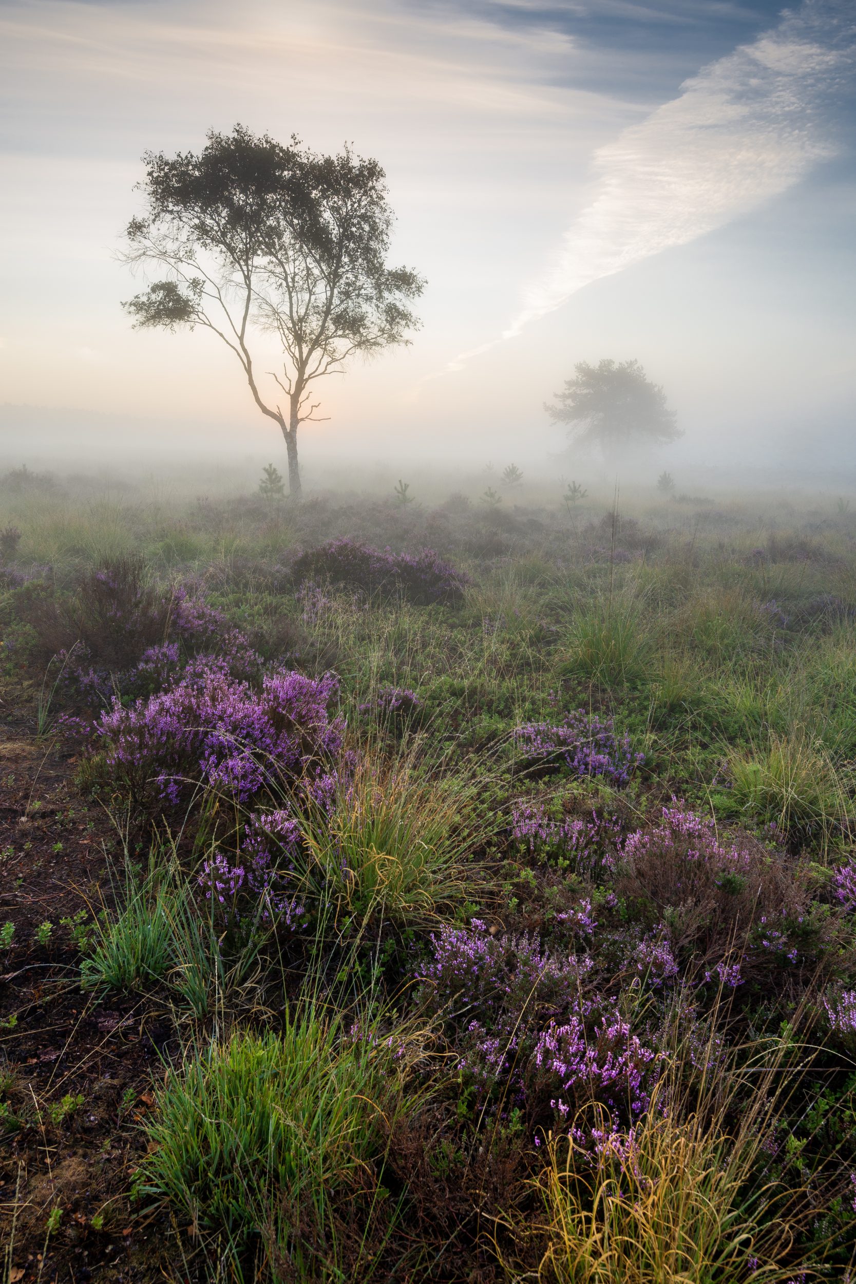 Moody morning photograph of some blooming heather, trees and mist