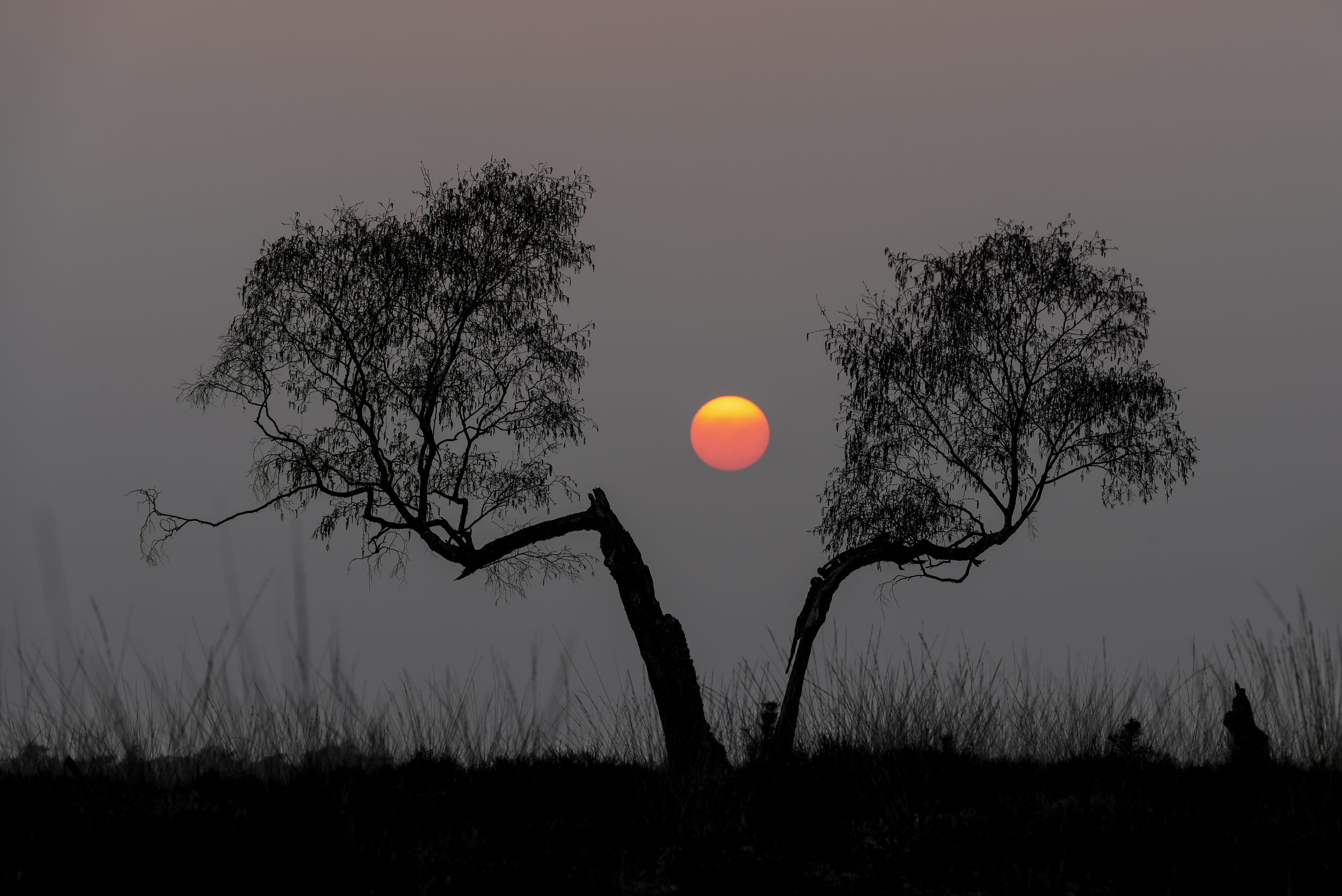 Split tree with sun in between during sunset