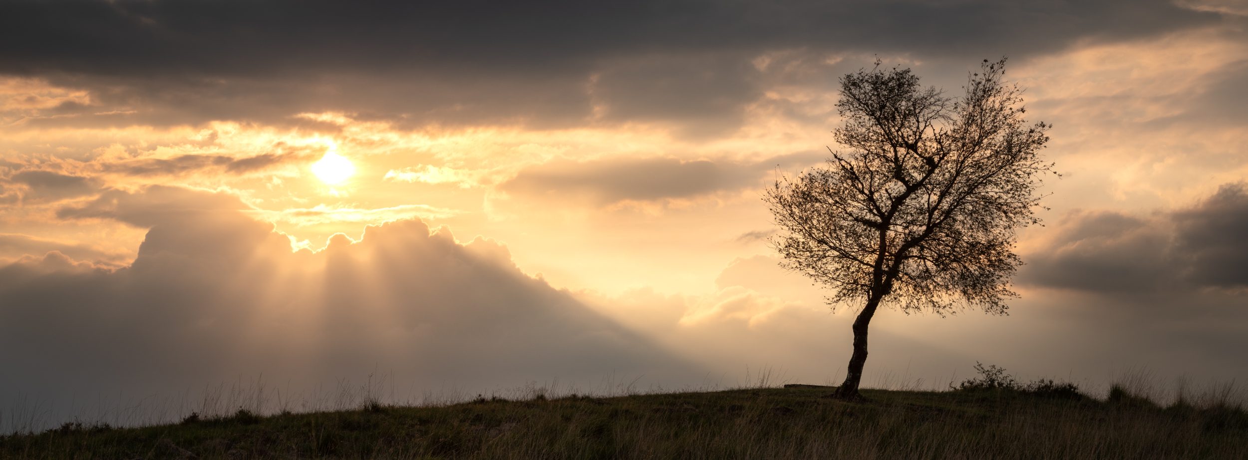 Lone tree at sunset
