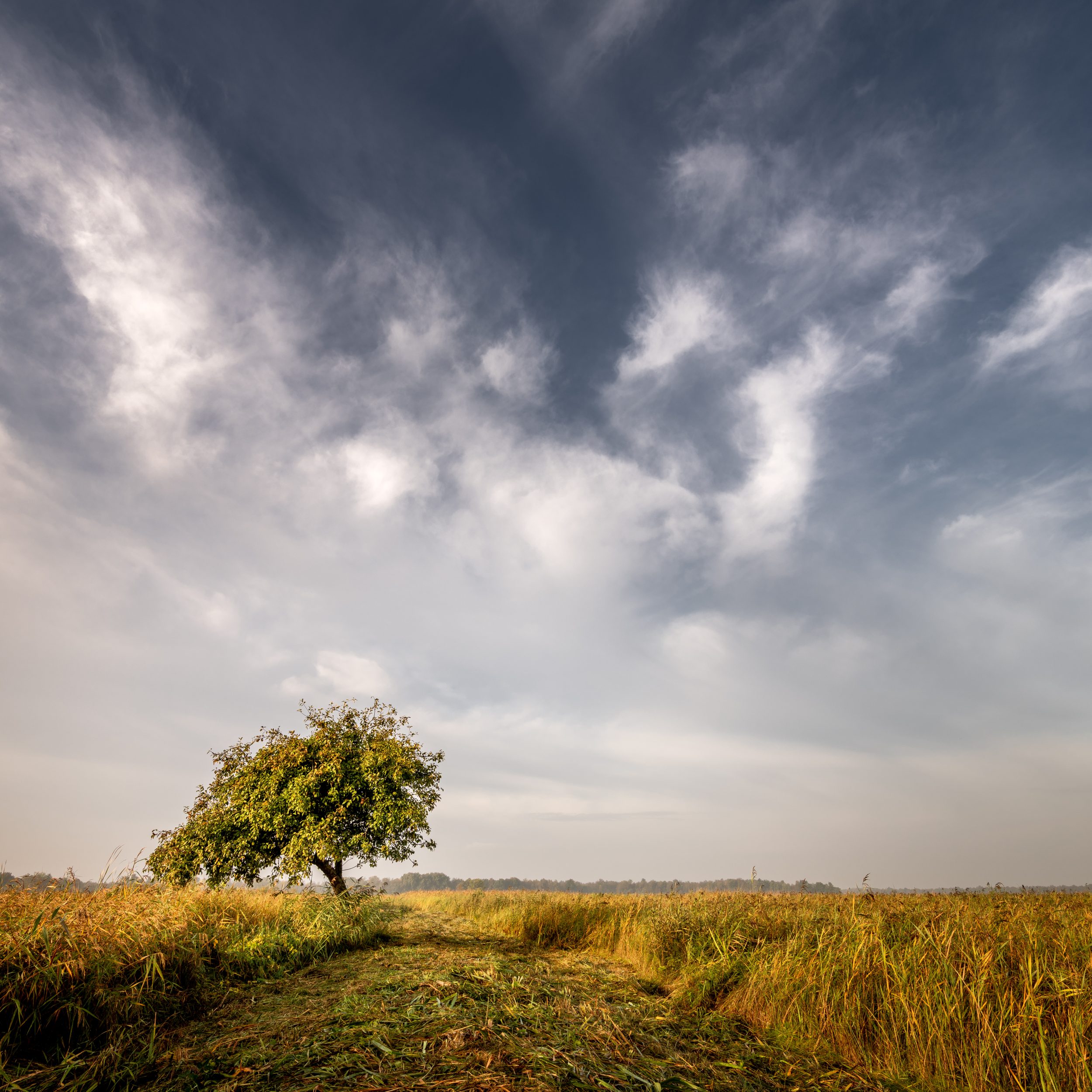 Apple tree in a reed field