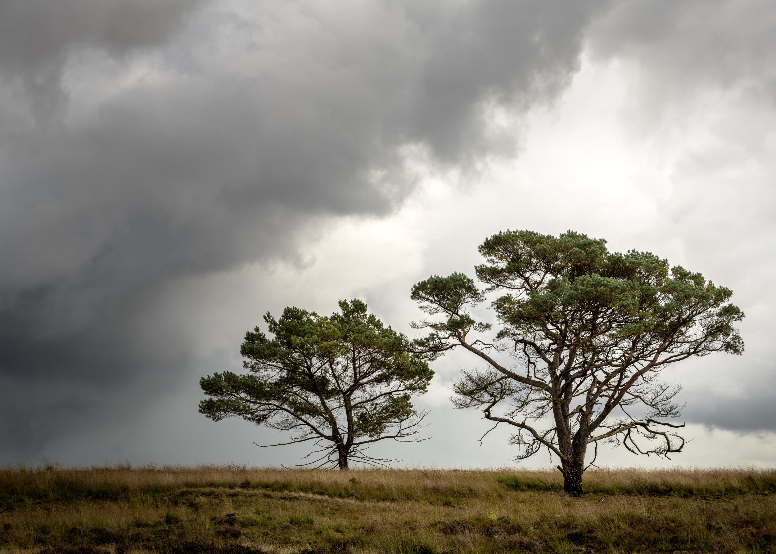 Companions, a pair of Scots Pines