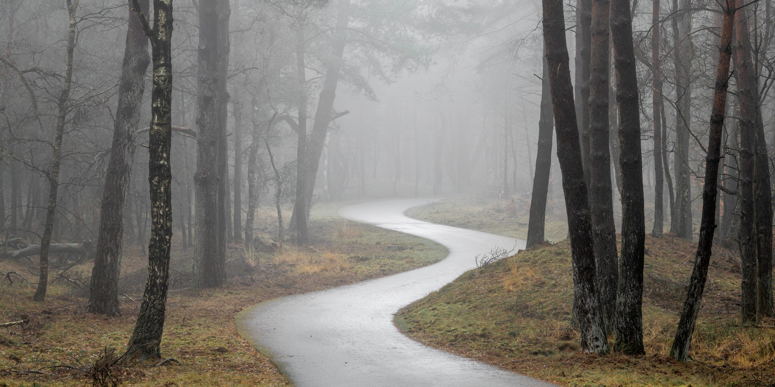 Into the Mist