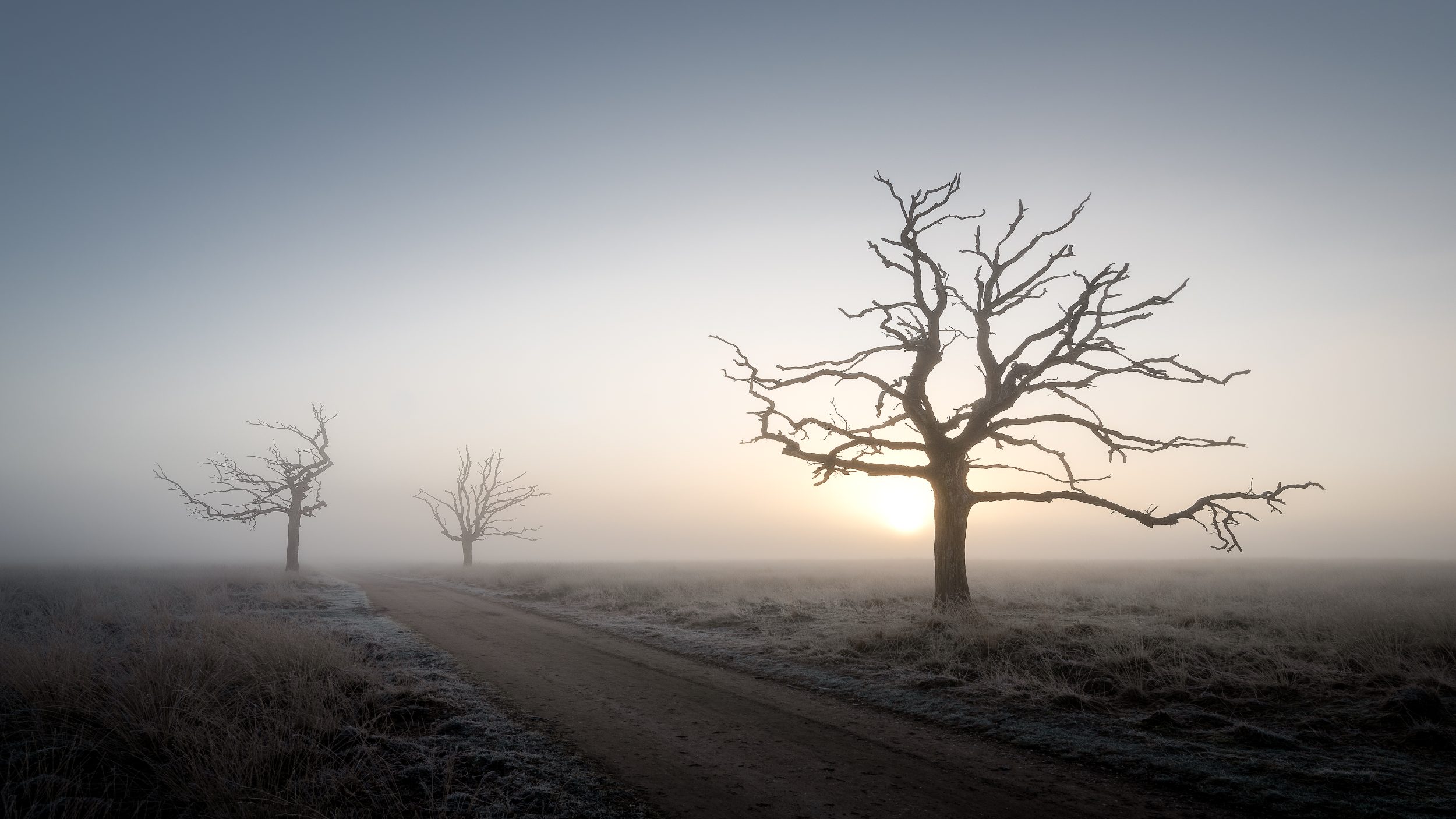 Bare trees in Deelerwoud