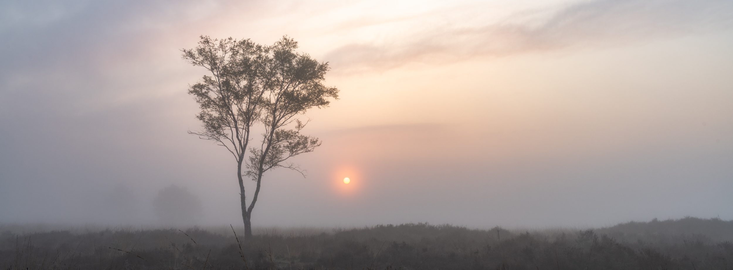 Lone tree at the heath during sunrise