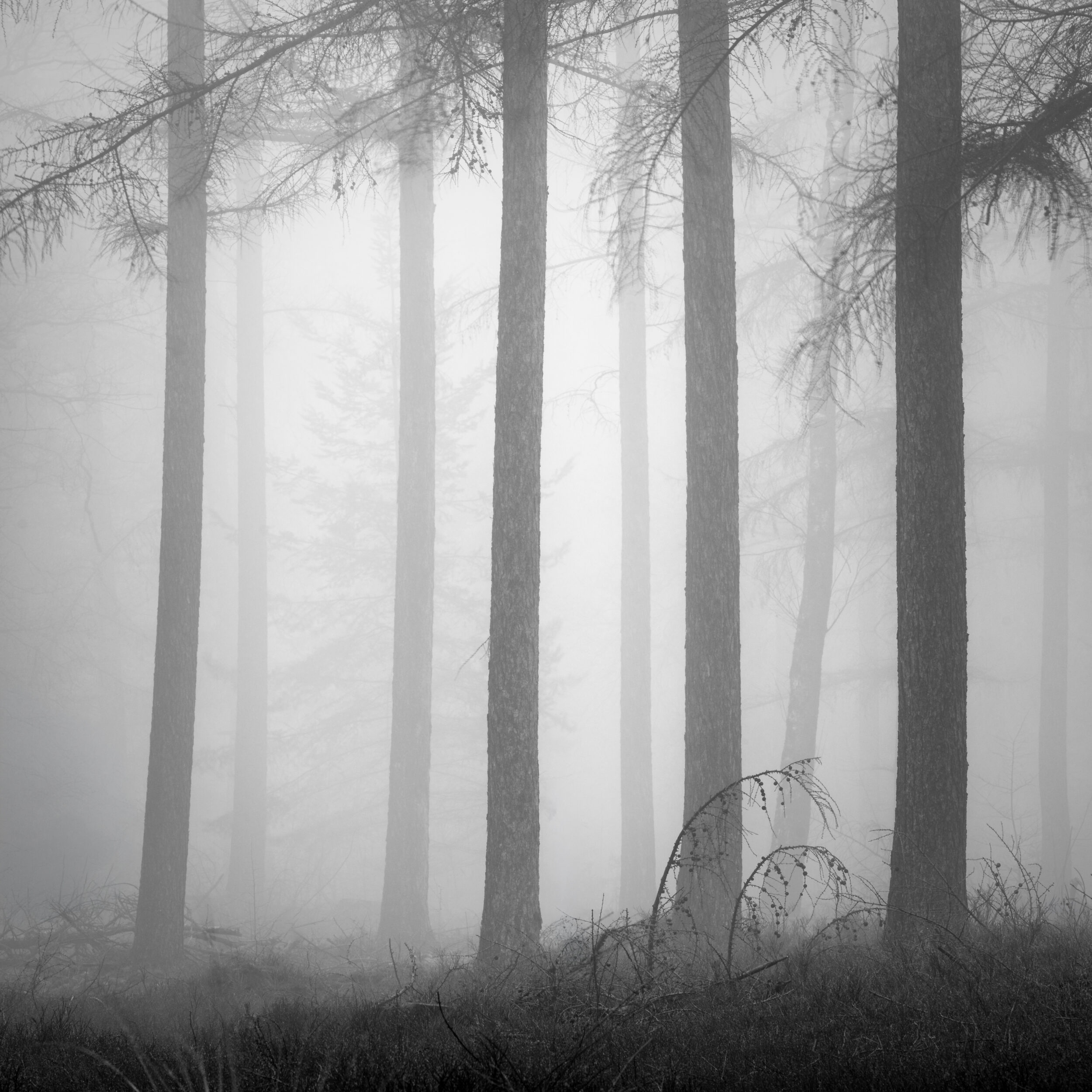Aligned trees in a misty forest