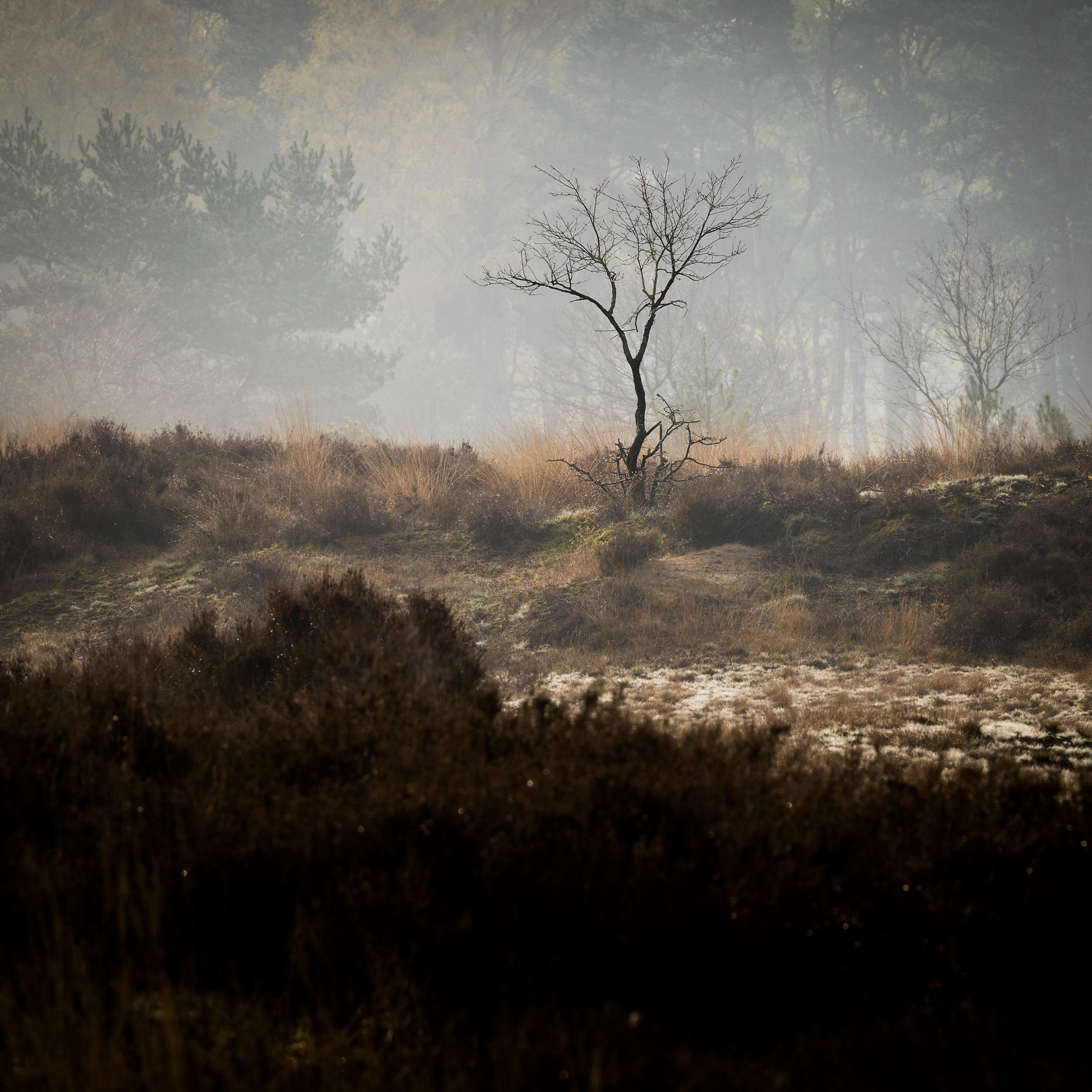 Although I passed by this scene many times before, it never caught my eye. But this time however,  the heath was backlit in a beautiful manner by the early morning sun, creating the hazy effect I was looking for. This sapling stood out nicely against the bright background and therefore caught my attention. Beautiful light often can make a scene work. 😃