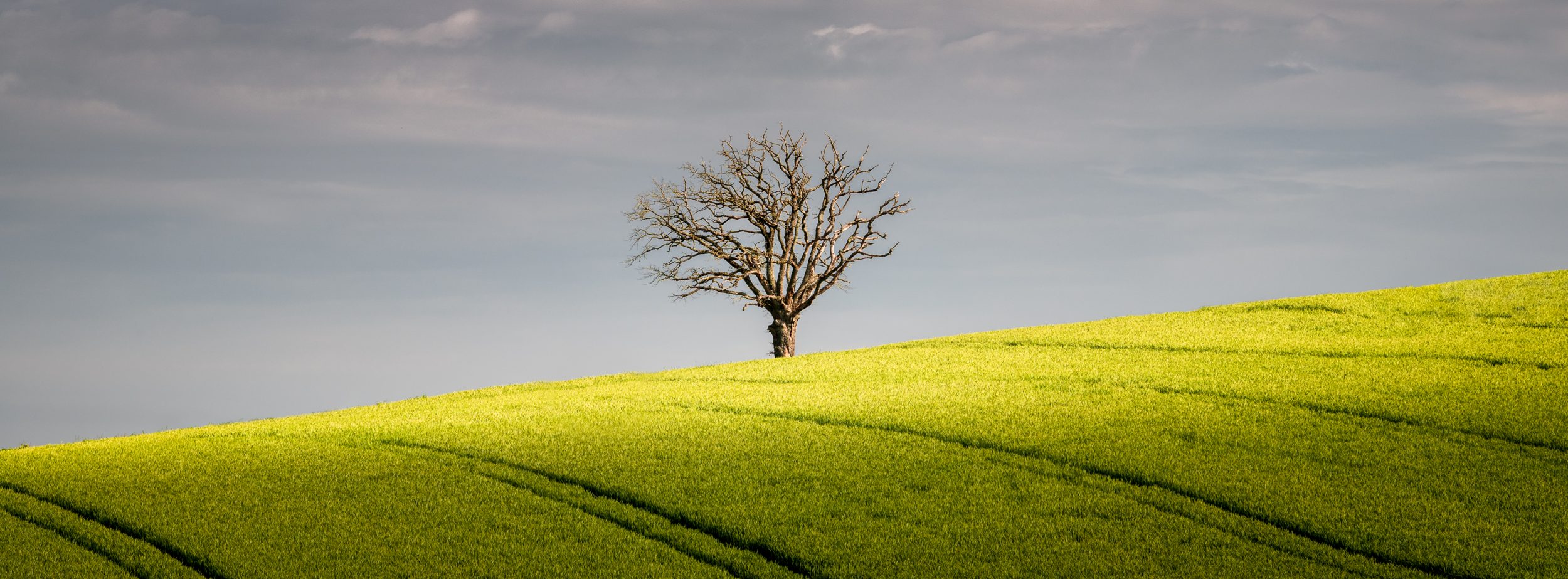 Lone tree in the French countryside