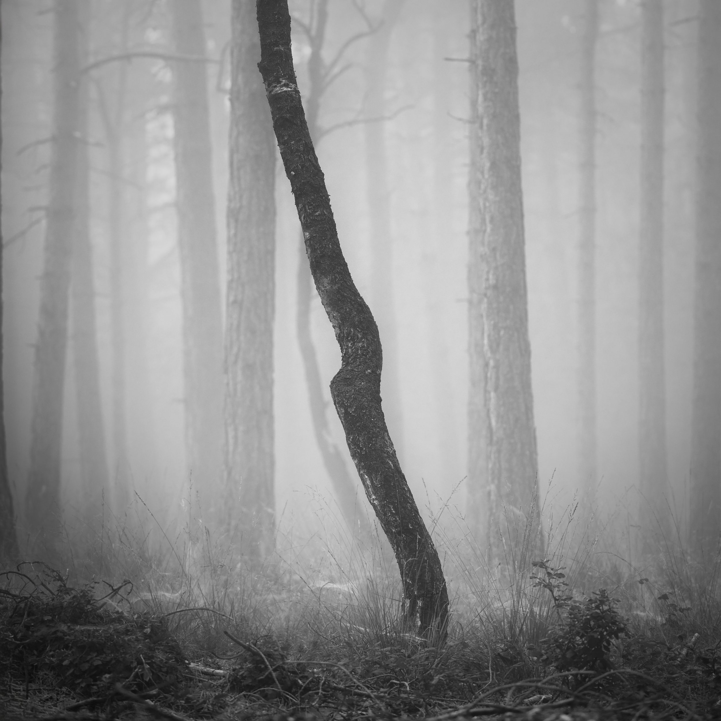 The Gnarled Core