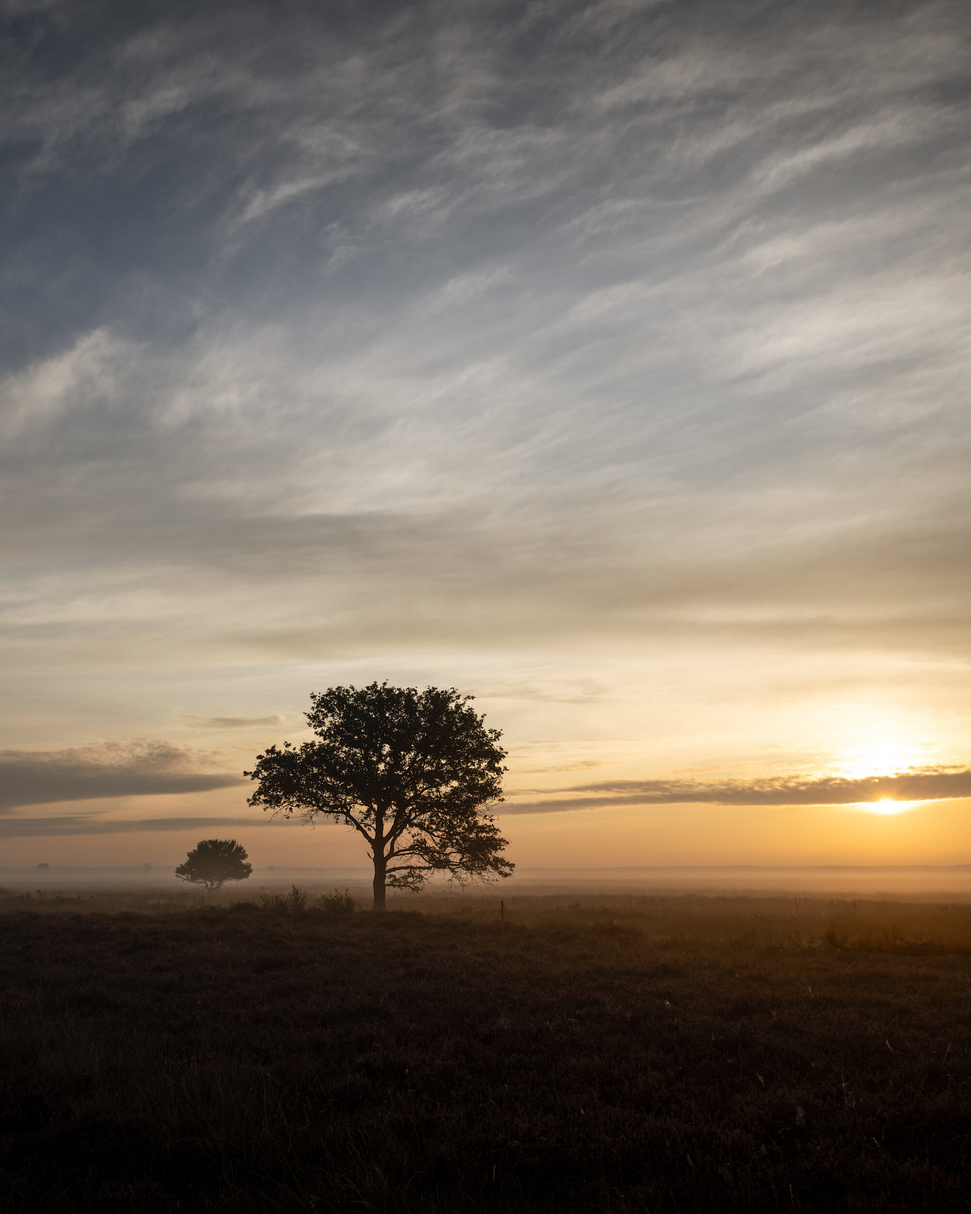 Lone tree Dwingelderveld during a misty morning