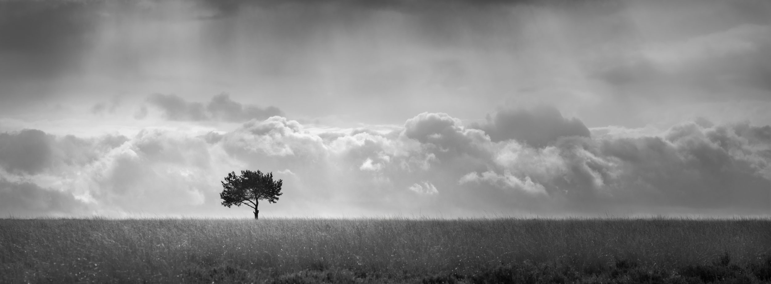 Lone tree, moody sky