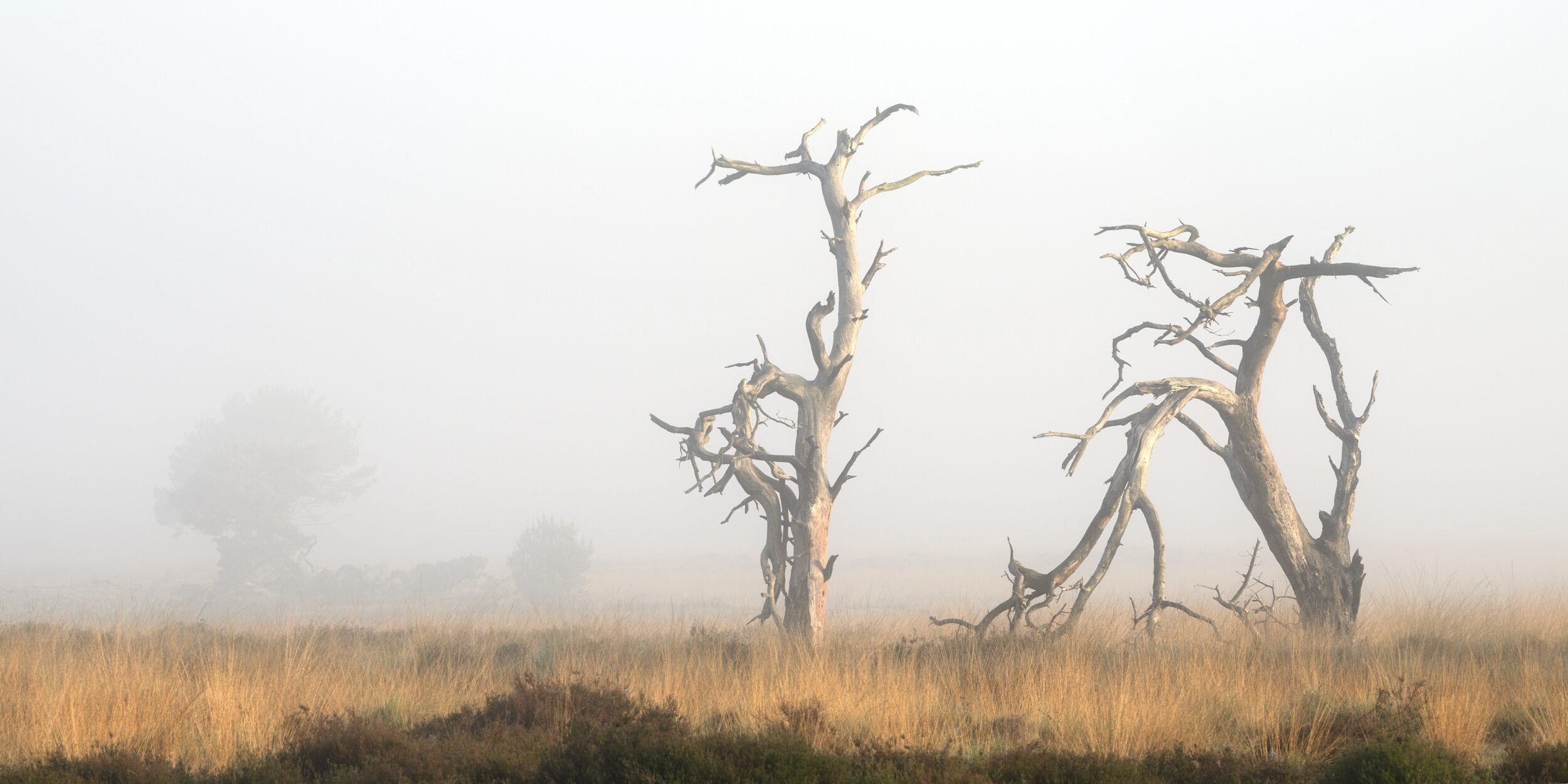 Fine art photograph of two dead, weathered trees in a misty field illuminated by golden morning sunlight in May. Dead trees photography project, misty sunrise landscape, golden hour nature art, ethereal morning fog, fine art tree silhouettes.