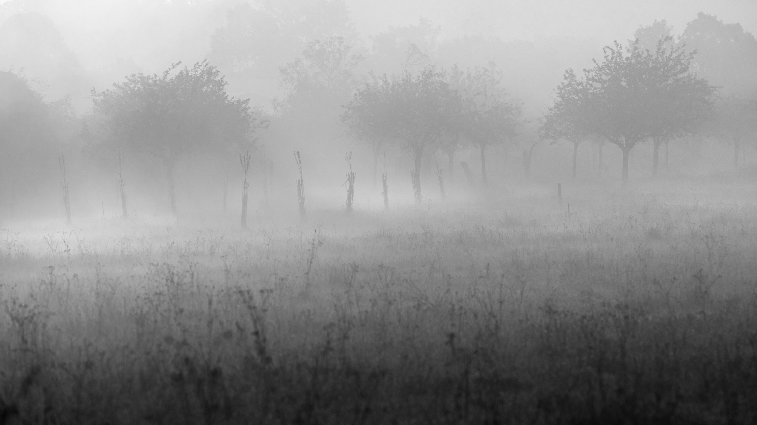 Mist, mood and trees in the French countryside