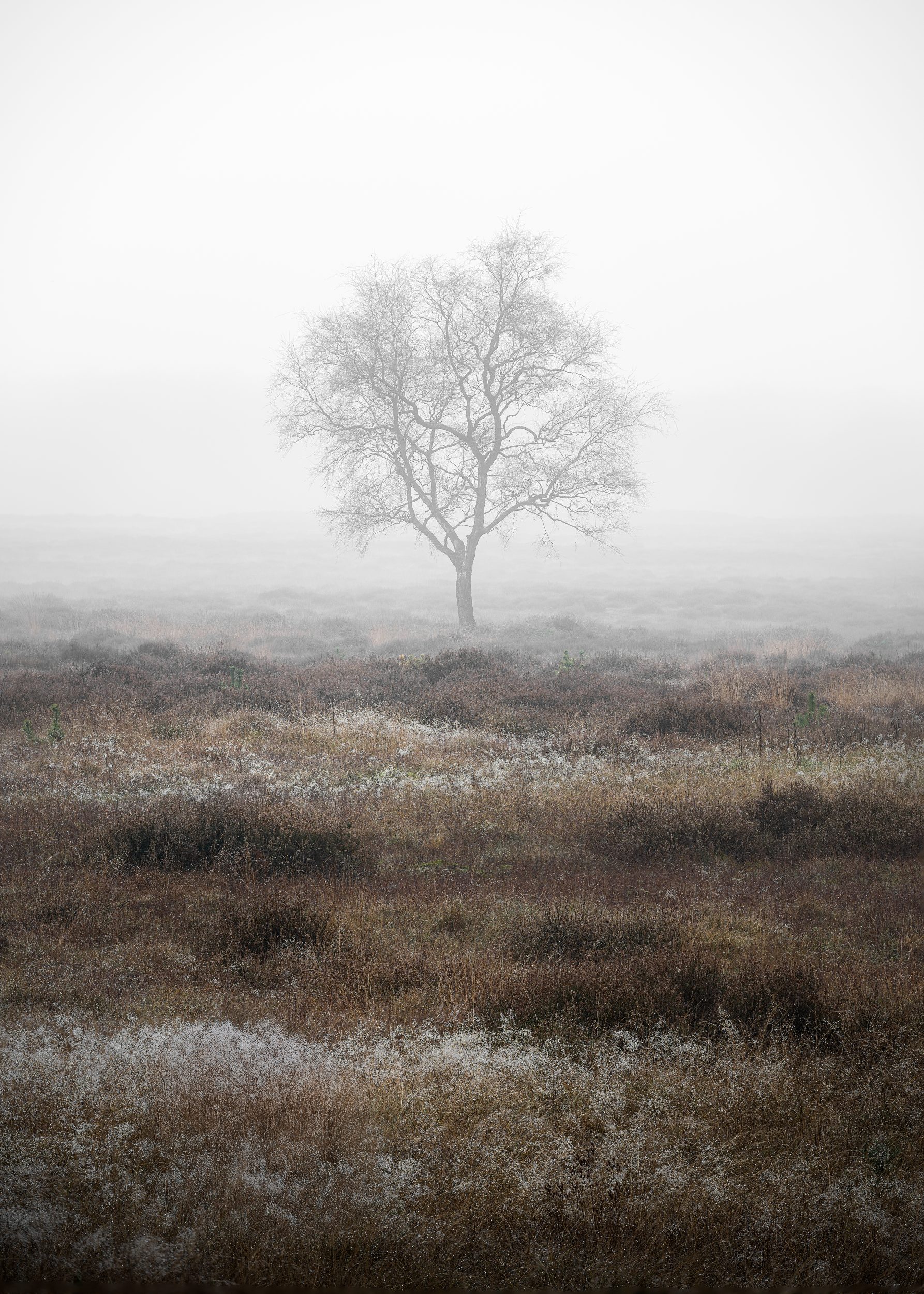 Silent presence. A lone tree fading softly into the heavy morning mist, surrounded by the quiet textures of the frozen heathland.