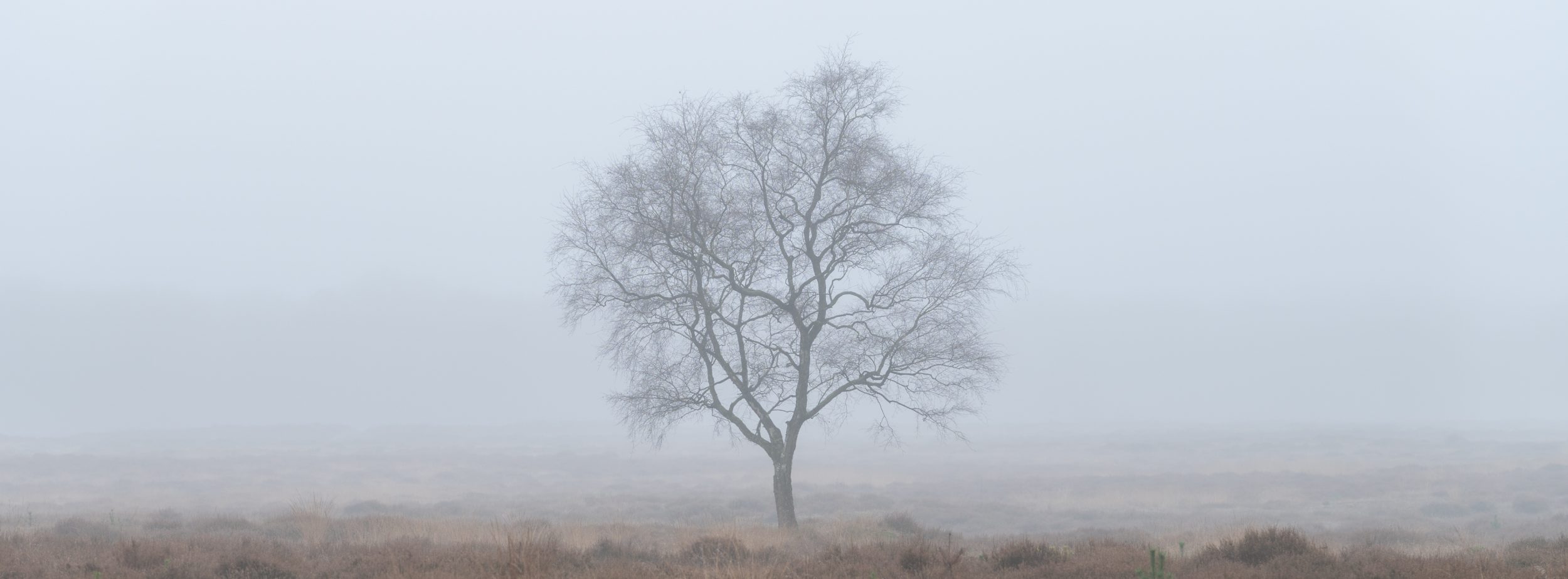 A lone tree in the mist in NP Hoge Veluwe