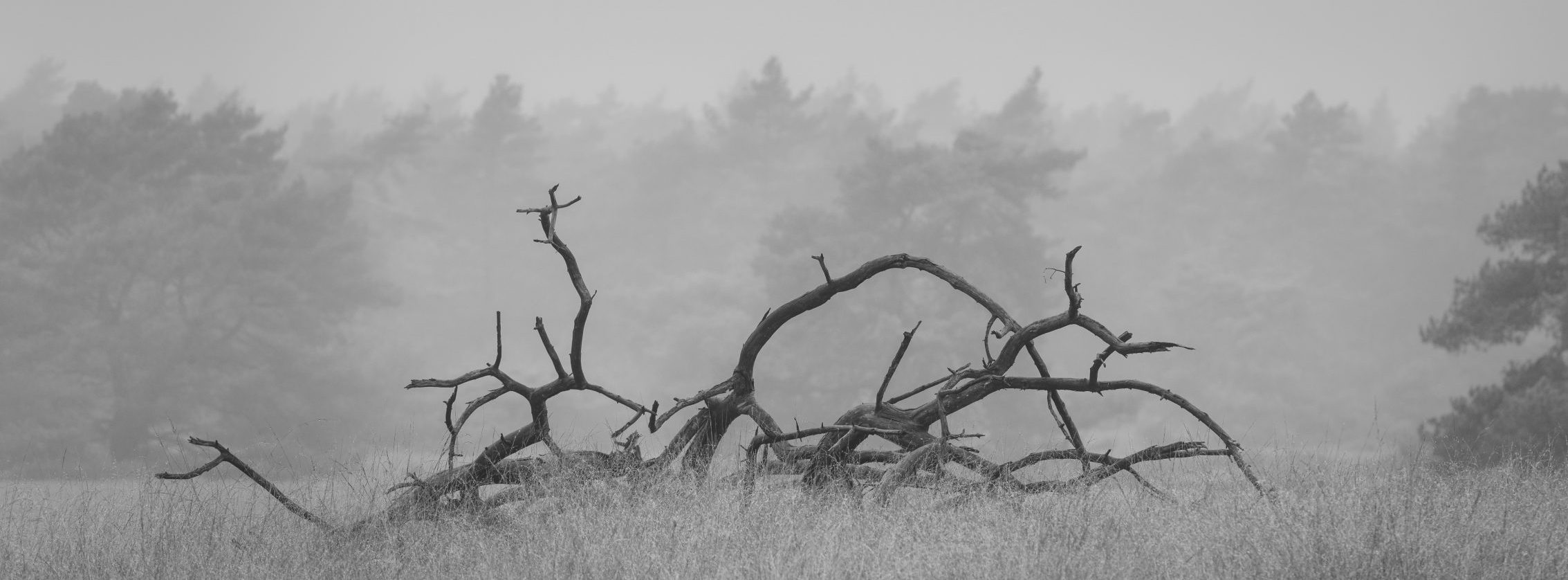 Black and white landscape photograph of a fallen, bare tree with intricate, weathered branches in a grassy field with dense fog and faint tree contours in the background.