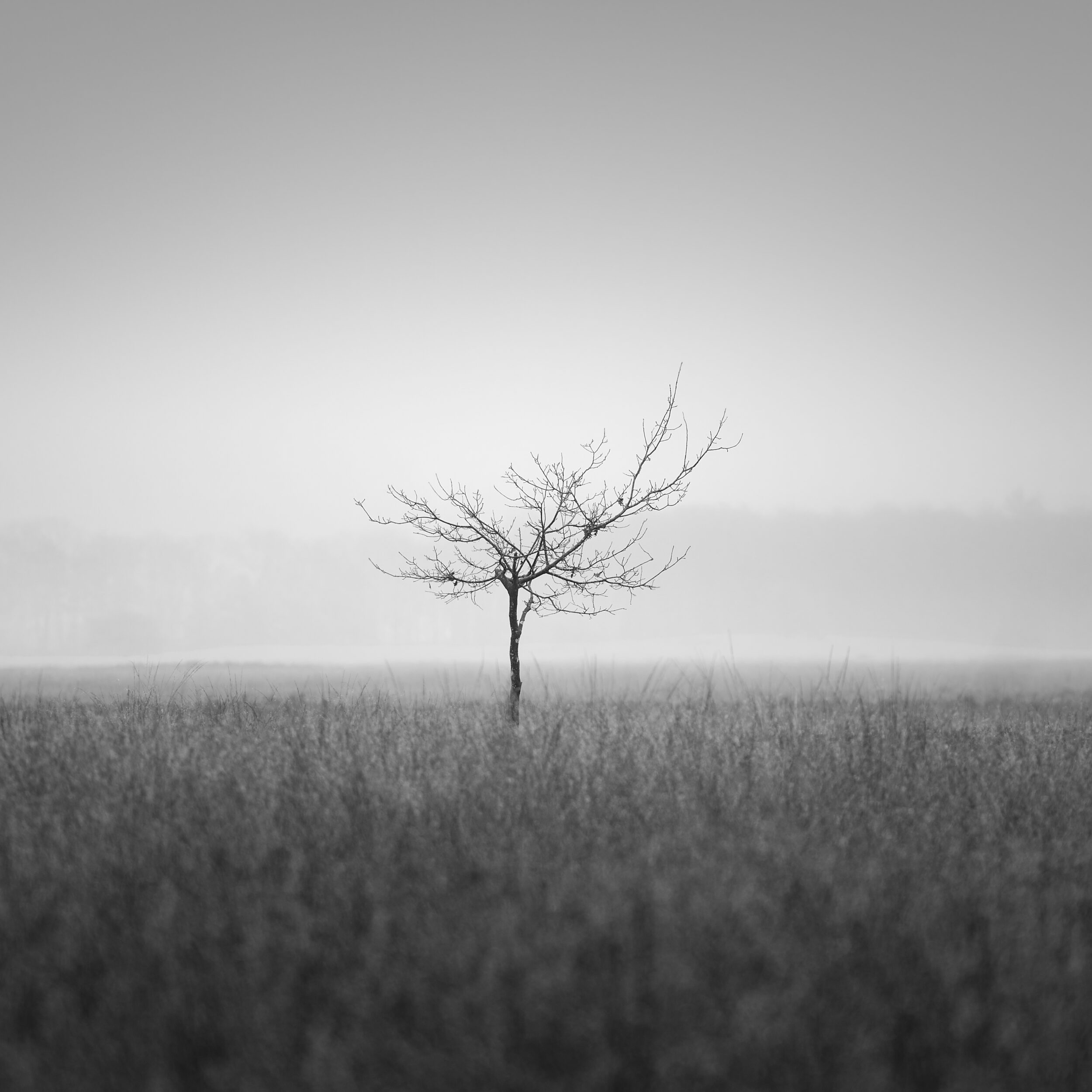 Minimalist black and white photo of a small tree in a foggy field, persistent December mist obscuring a distracting background, fine art landscape photography.