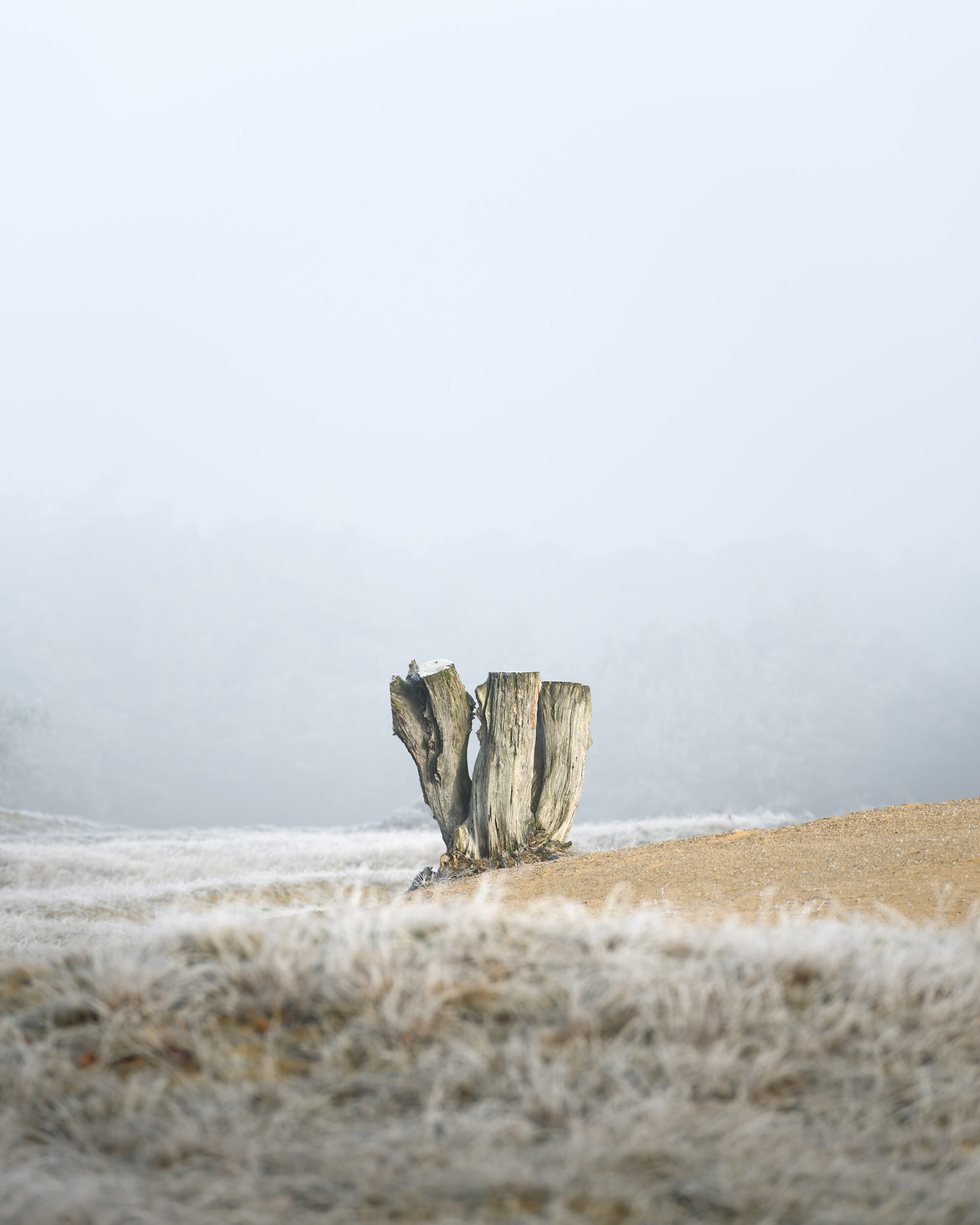Minimalist fine art photograph of an old tree stump on a frost-covered hill under a misty, pale blue winter sky in January. Winter fine art photography, frosted landscape, minimalist nature print, freezing January morning, British winter countryside.