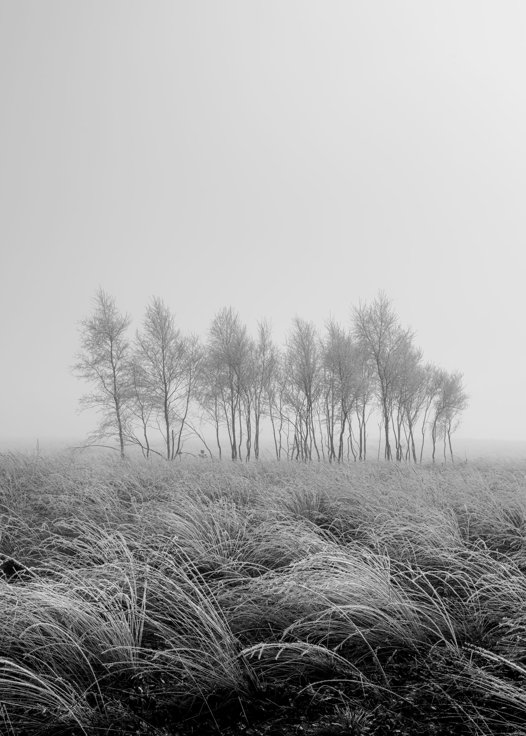 Graphic simplicity in the Dutch landscape: an island of trees in a frozen sea of fog.