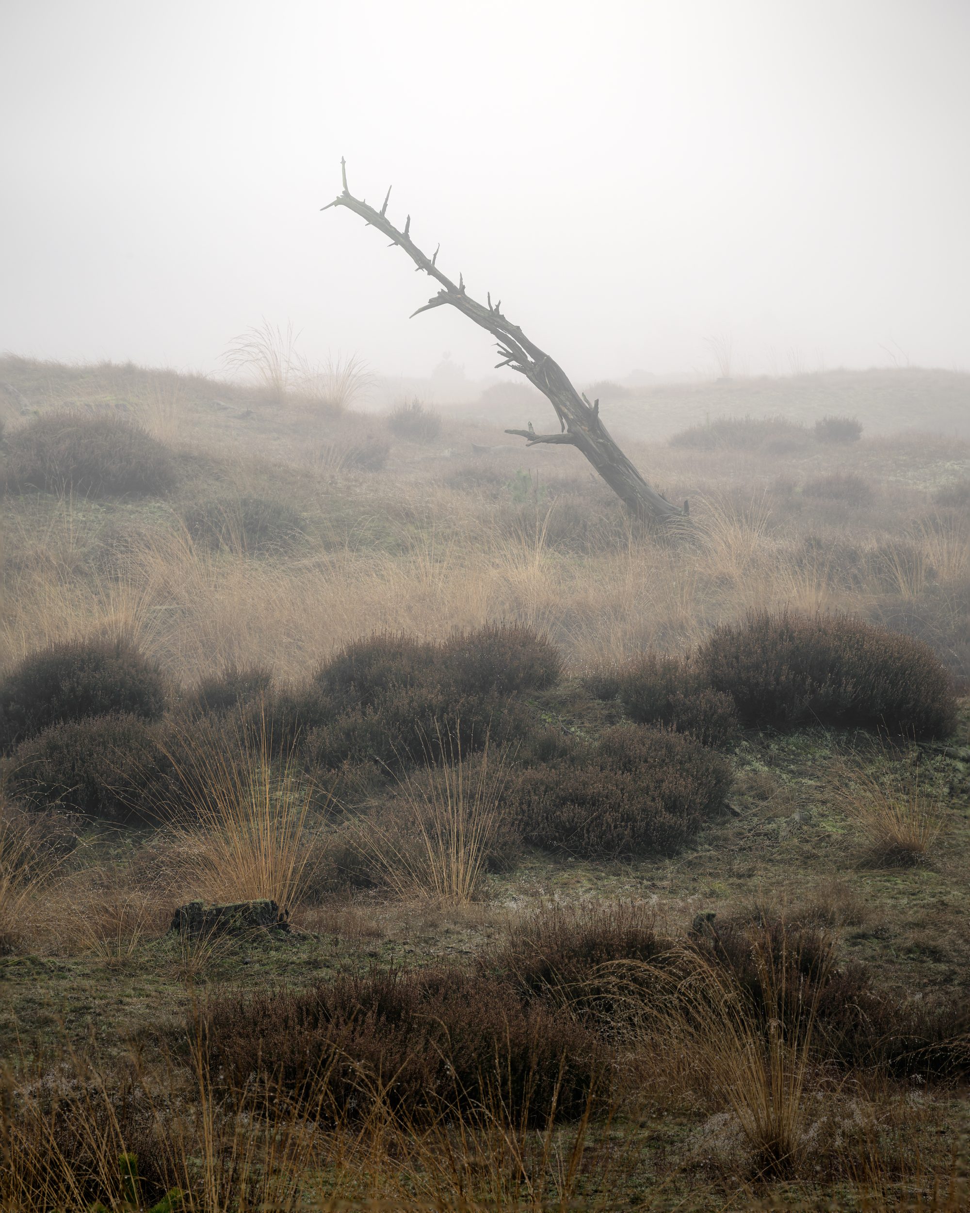 Minimalist fine art photograph of a dead, leaning tree silhouetted against a bright, misty background during a quiet morning in nature.