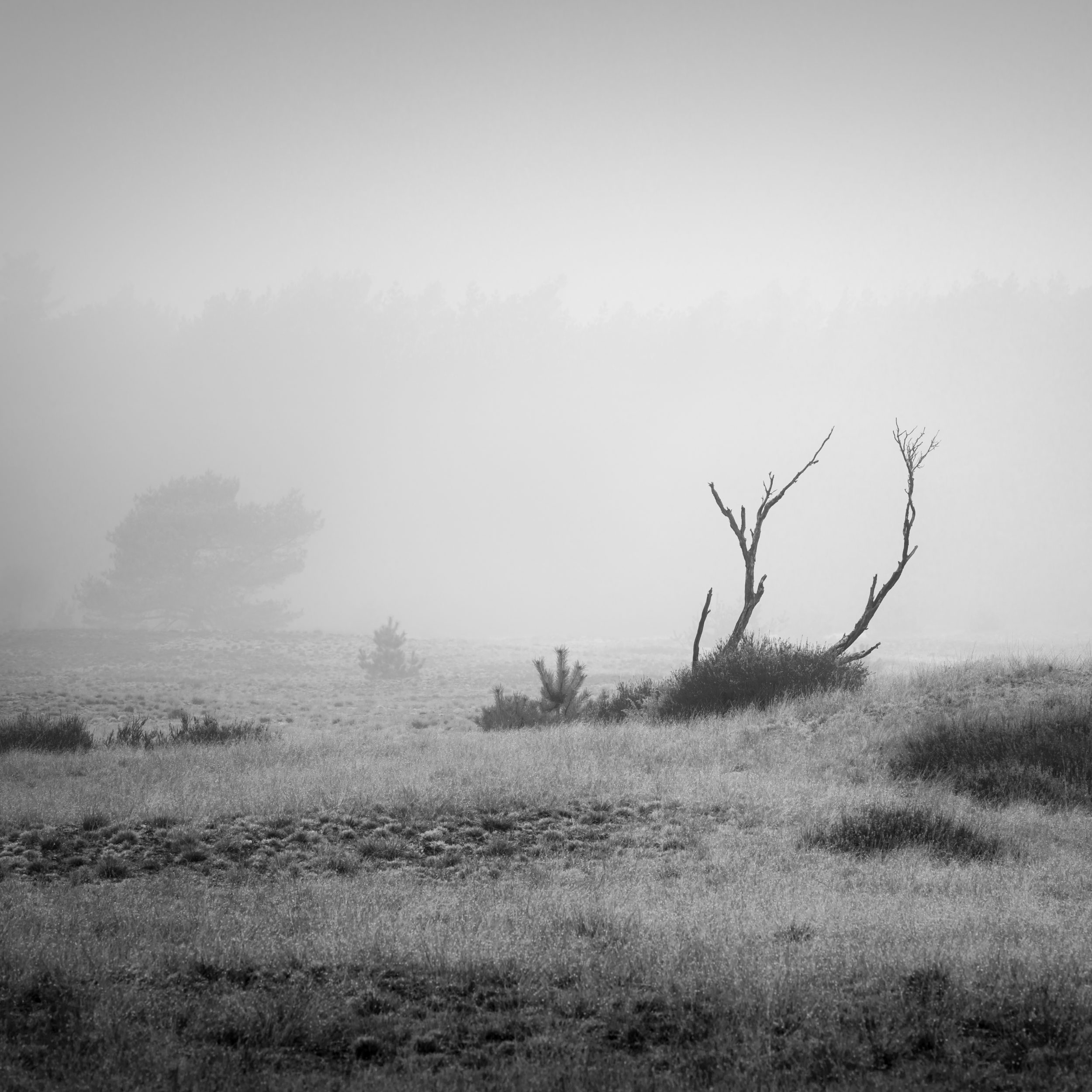 Minimalist square black and white photograph of fragile, bare branches reaching upward from the heather into a dense morning mist that obscures the horizon.