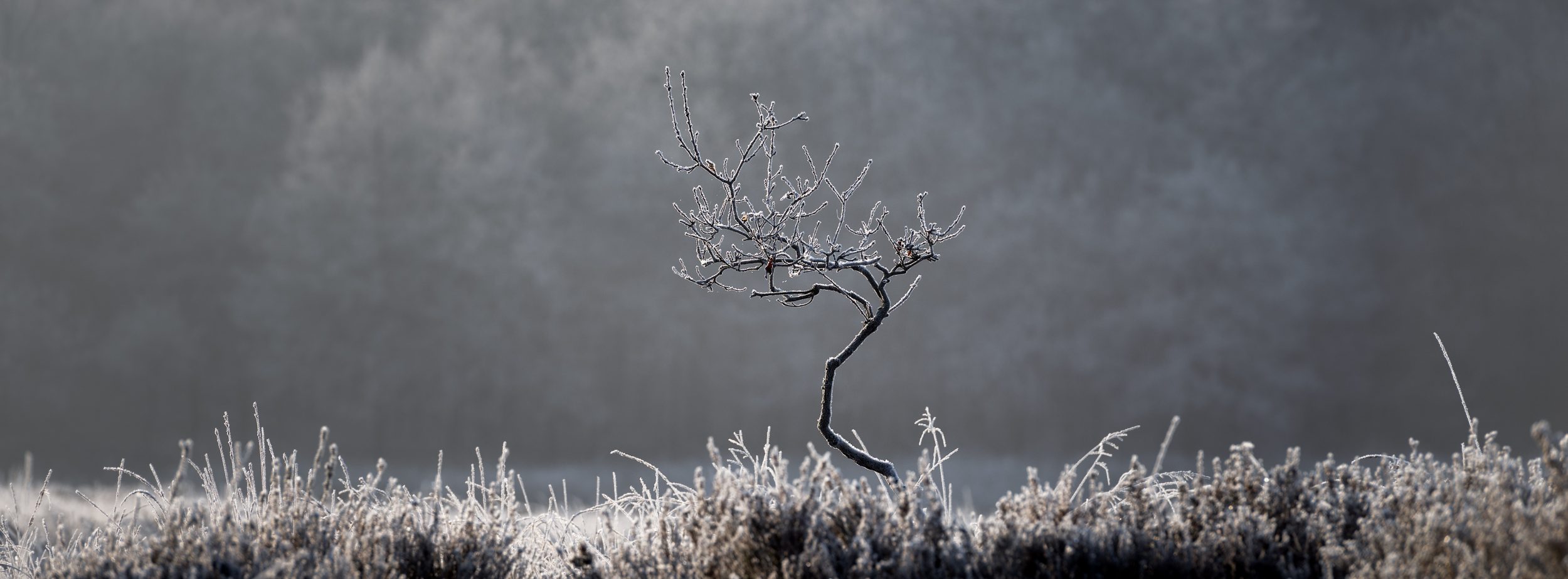 Frozen sapling