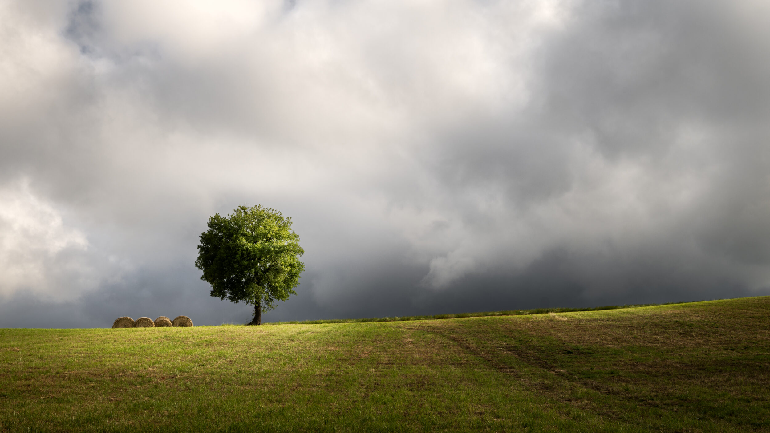 Lone tree in the French countryside