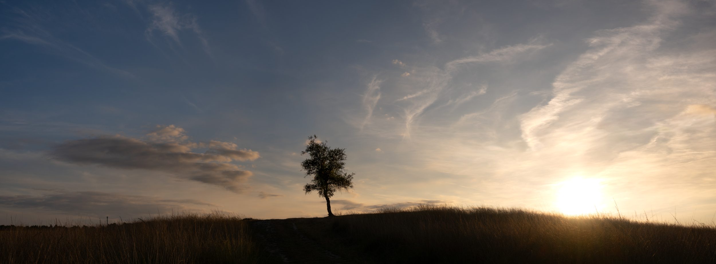 Lone tree at sunset