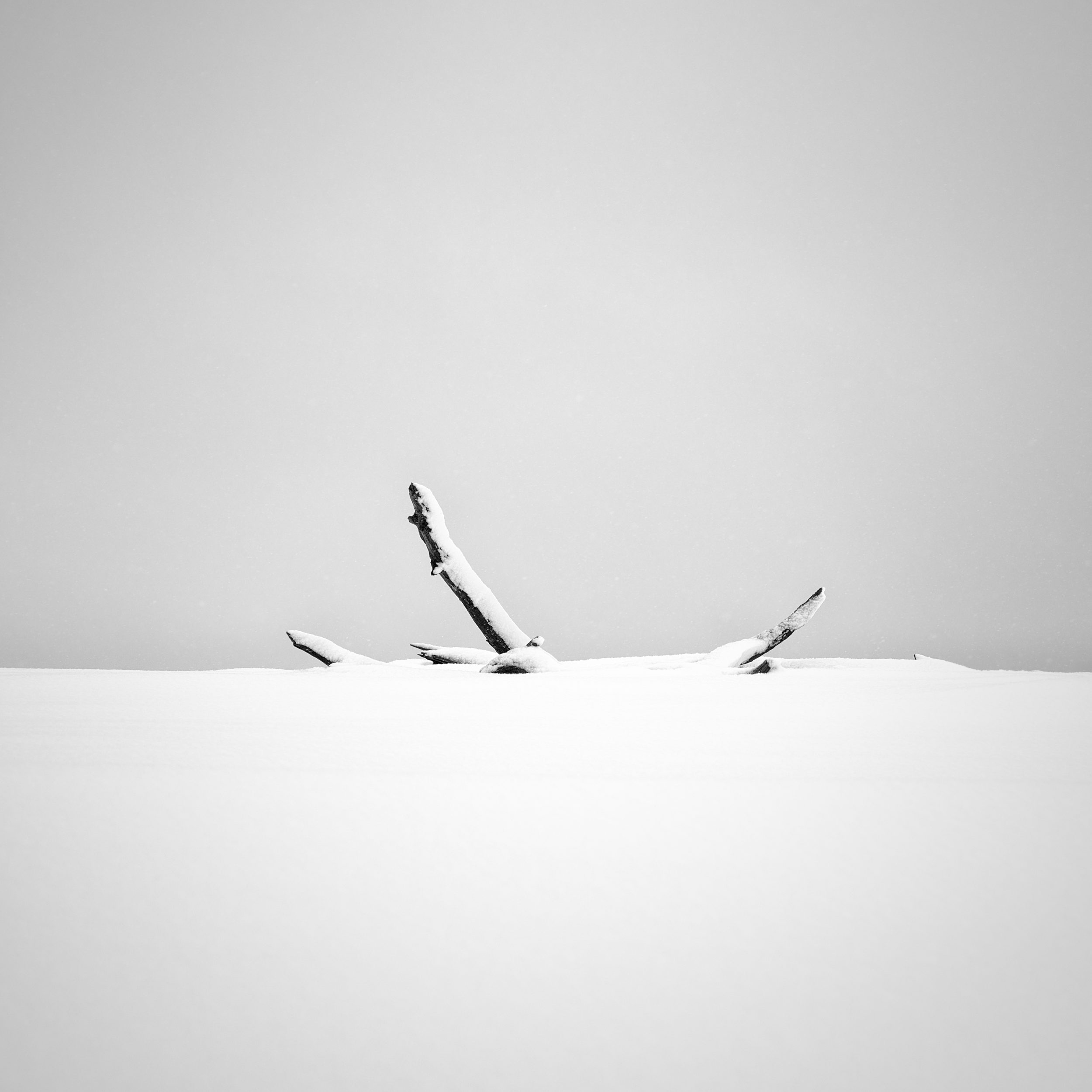 xtreme minimalist high-key black and white photograph of snow-covered upper branches of a fallen tree emerging from a smooth, stark white blanket of snow.