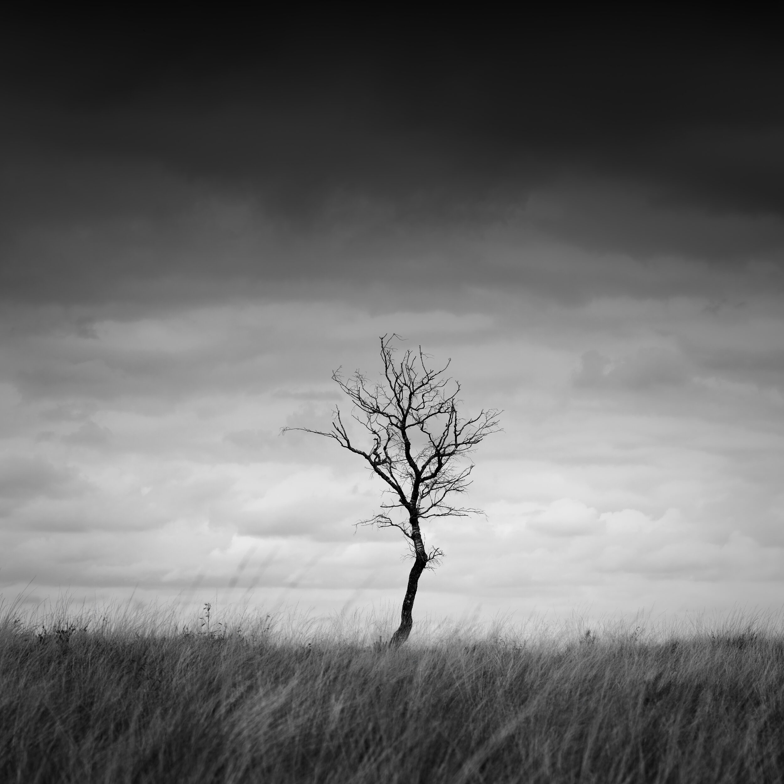 Lone birch tree, dead tree, bare tree
