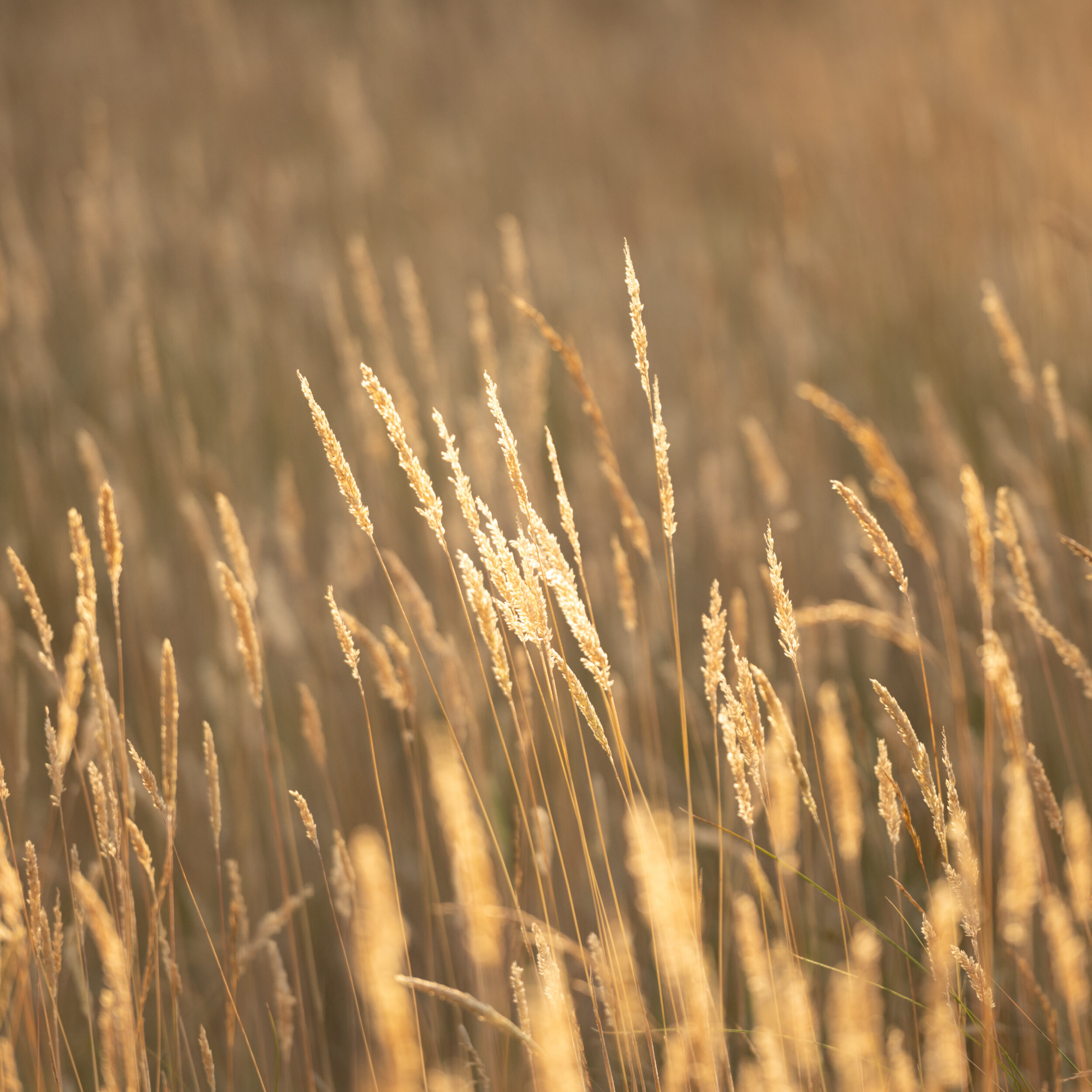 Close-up fine-art photograph of golden grass plumes on a heath, illuminated by warm evening sunlight with a soft, blurred background.