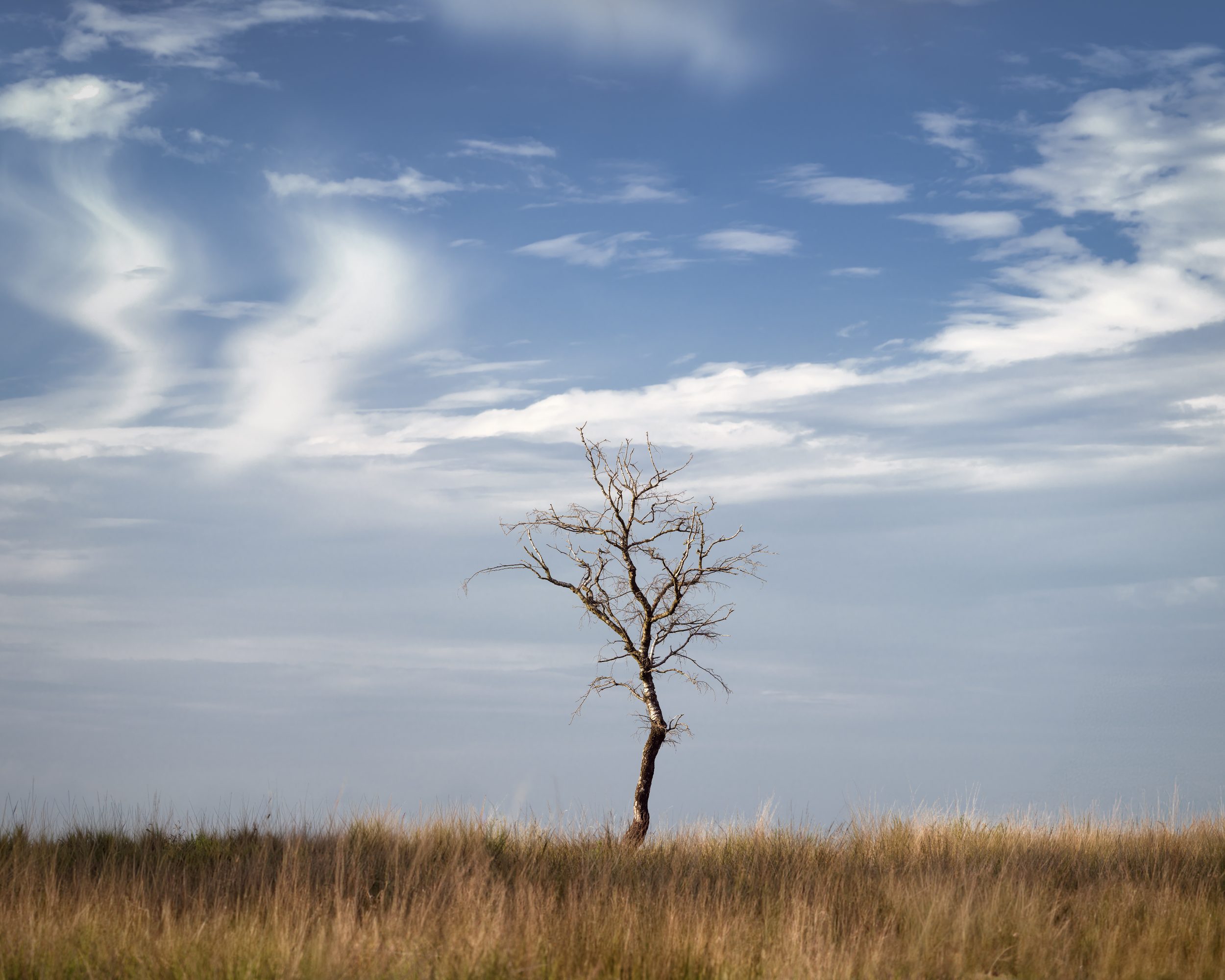 Bare tree