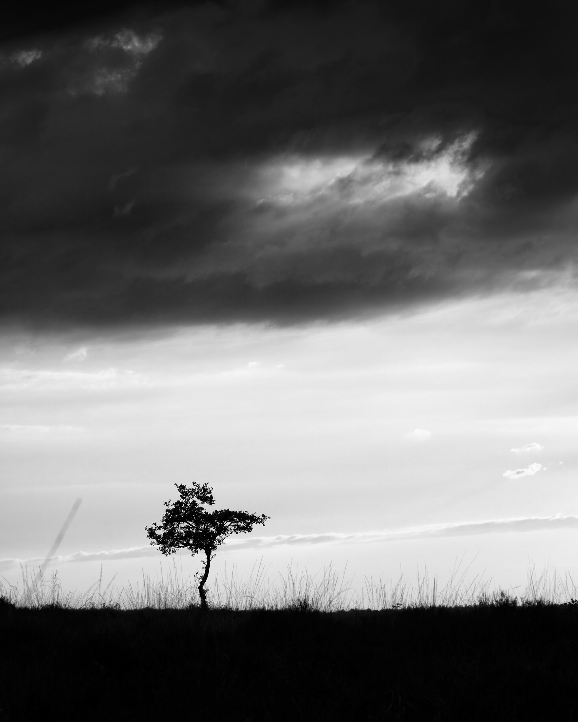Dramatic black and white landscape photography of a lone sapling silhouetted against a bright horizon under heavy, dark storm clouds.