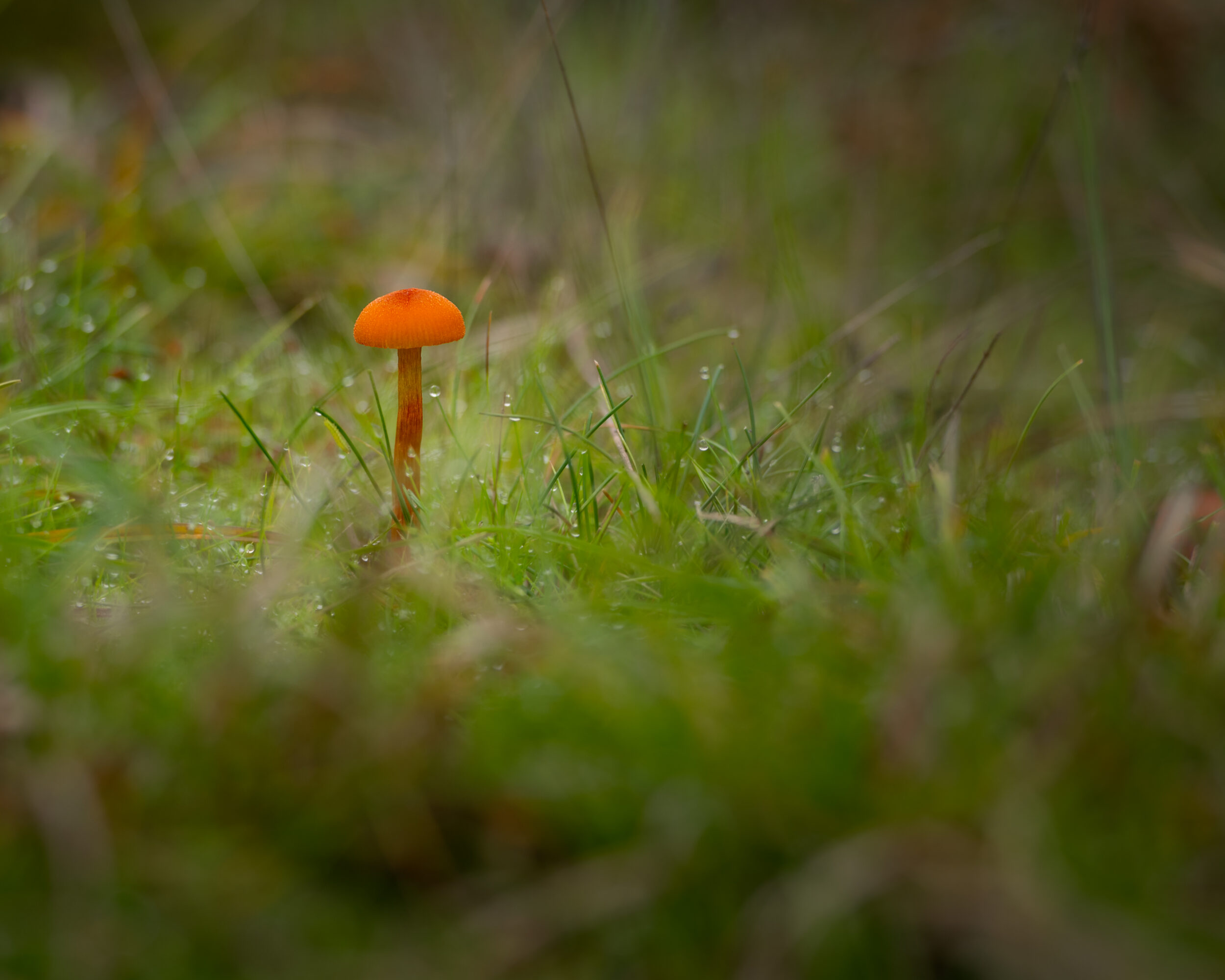 Autumn has arrived, bringing a wealth of fungi to the forest floor. Although macro photography is way out of my comfort zone, I couldn't ignore this vibrant little specimen. The grey morning sky provided a beautiful balance, acting as a giant natural softbox that perfectly diffused the ambient light.