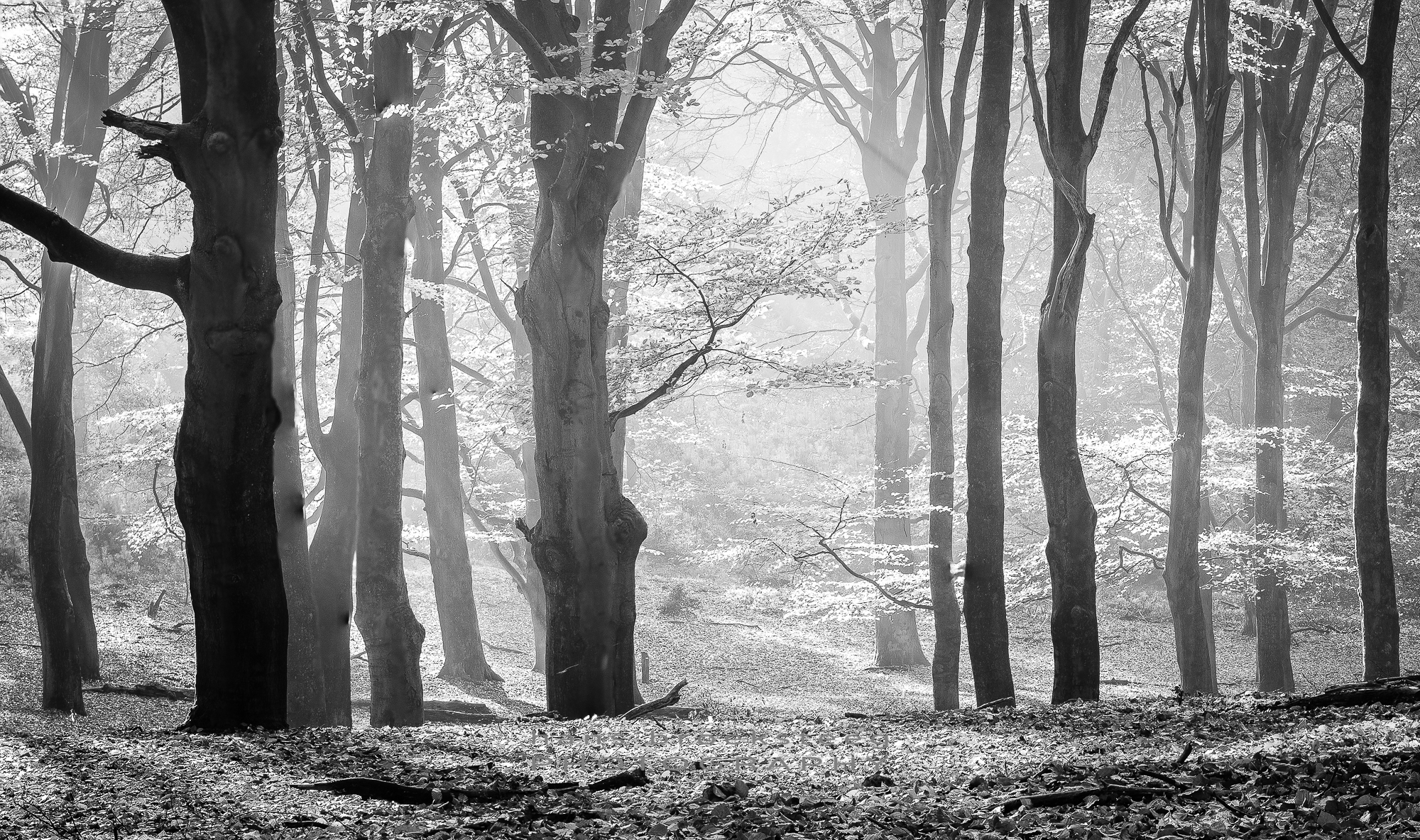 Backlit trees in black and white