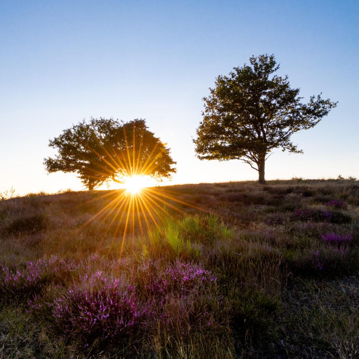 Setting sun creates a sunstar with trees and blooming heather.