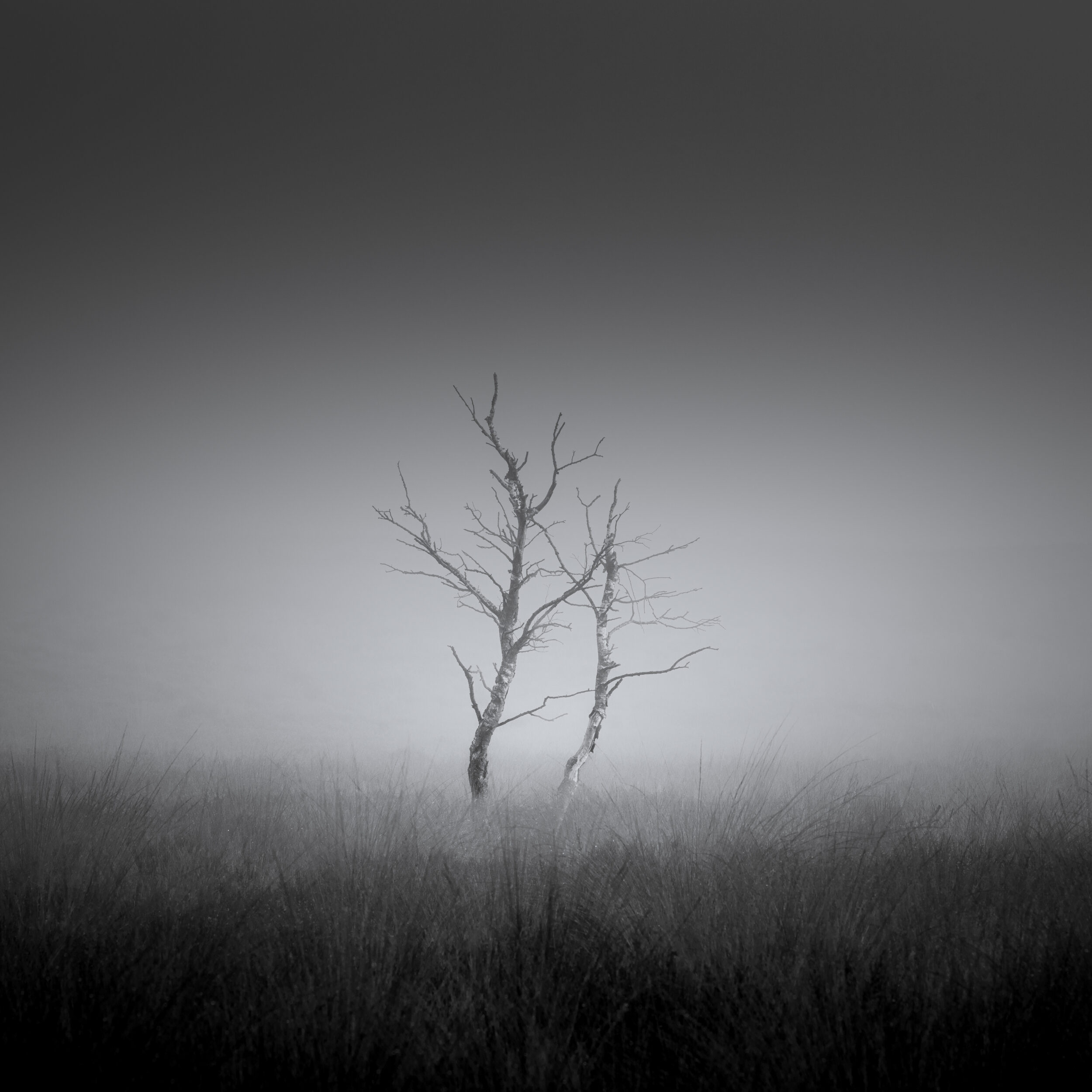 Twin trees in a foggy heath
