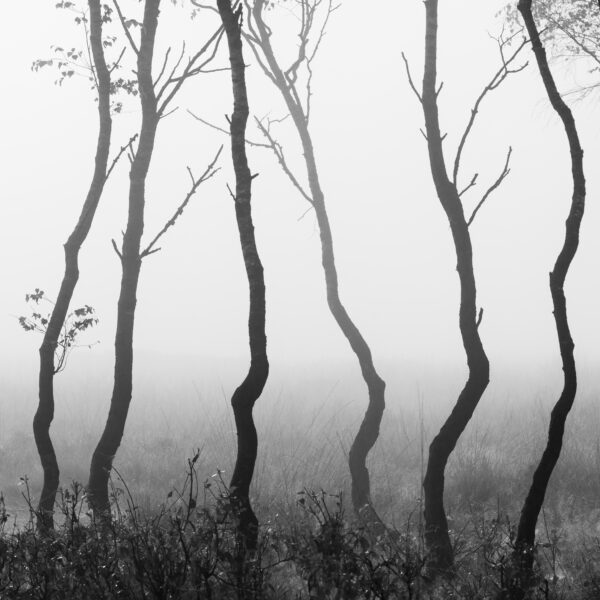 A little group of narly trees in black and white.