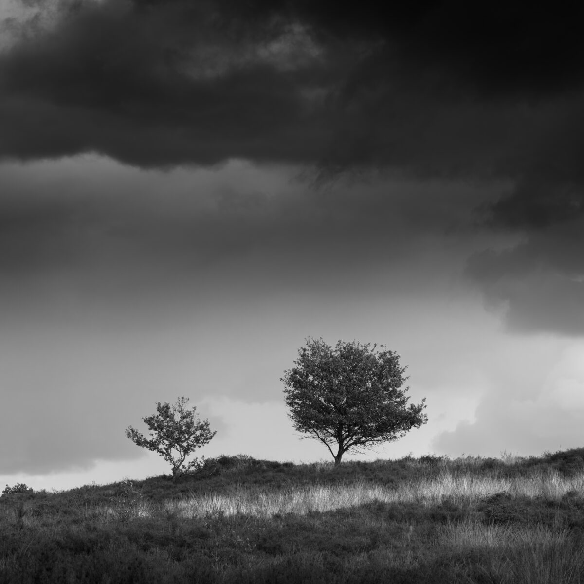 Two trees with some dark and light cloudy sky as background