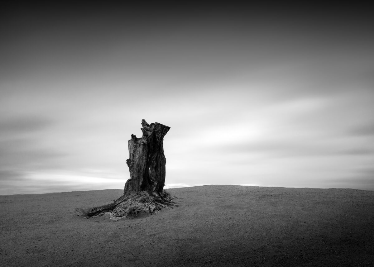 Tree stump in a Sanddune with nice moving clouds