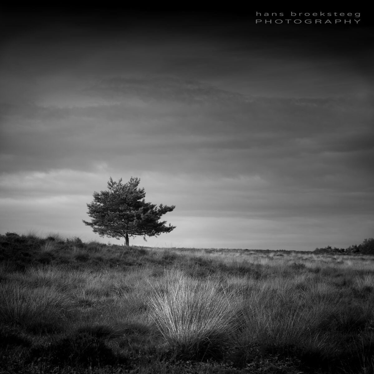Lone pine tree on the heath