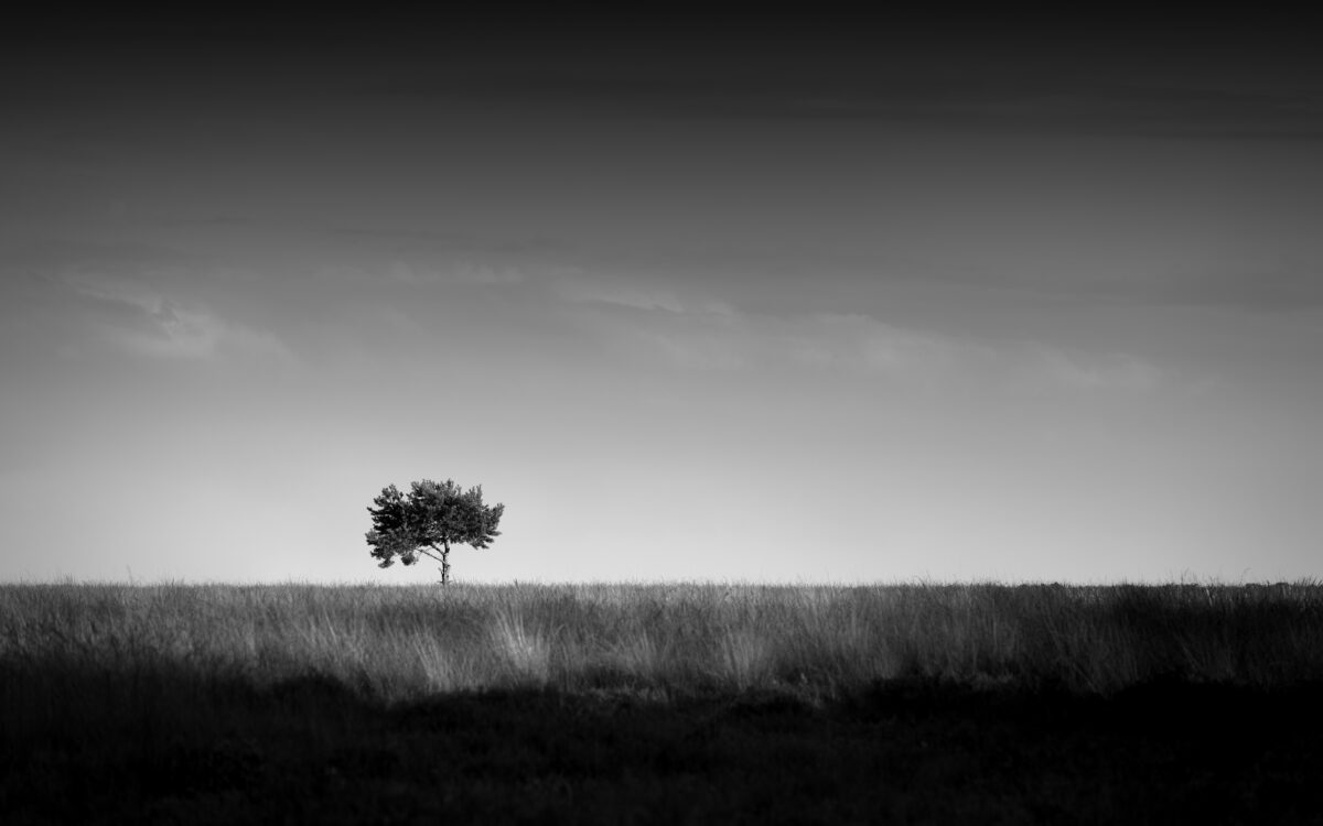 Lone tree on the heath