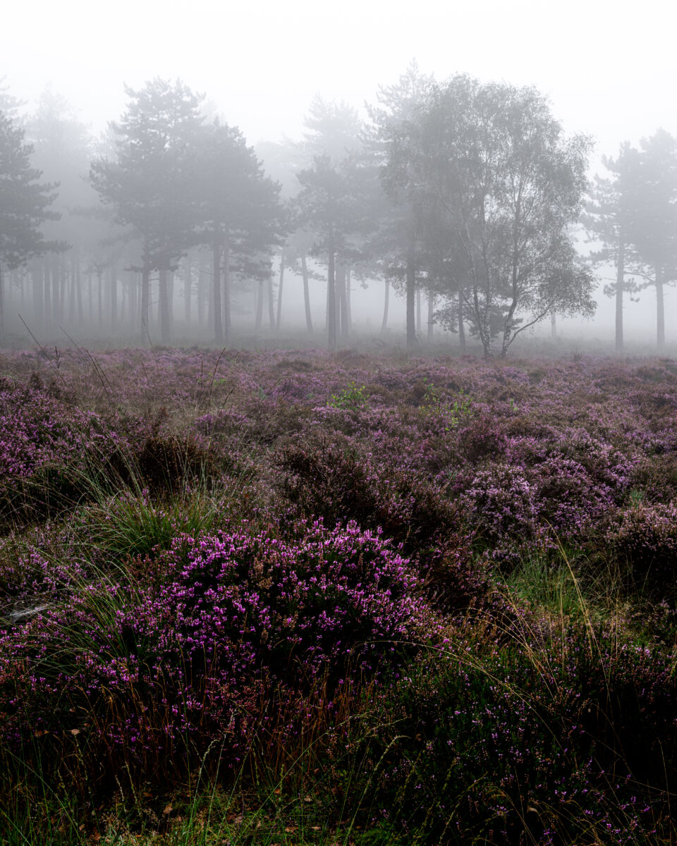 Woodlands and blooming heather
