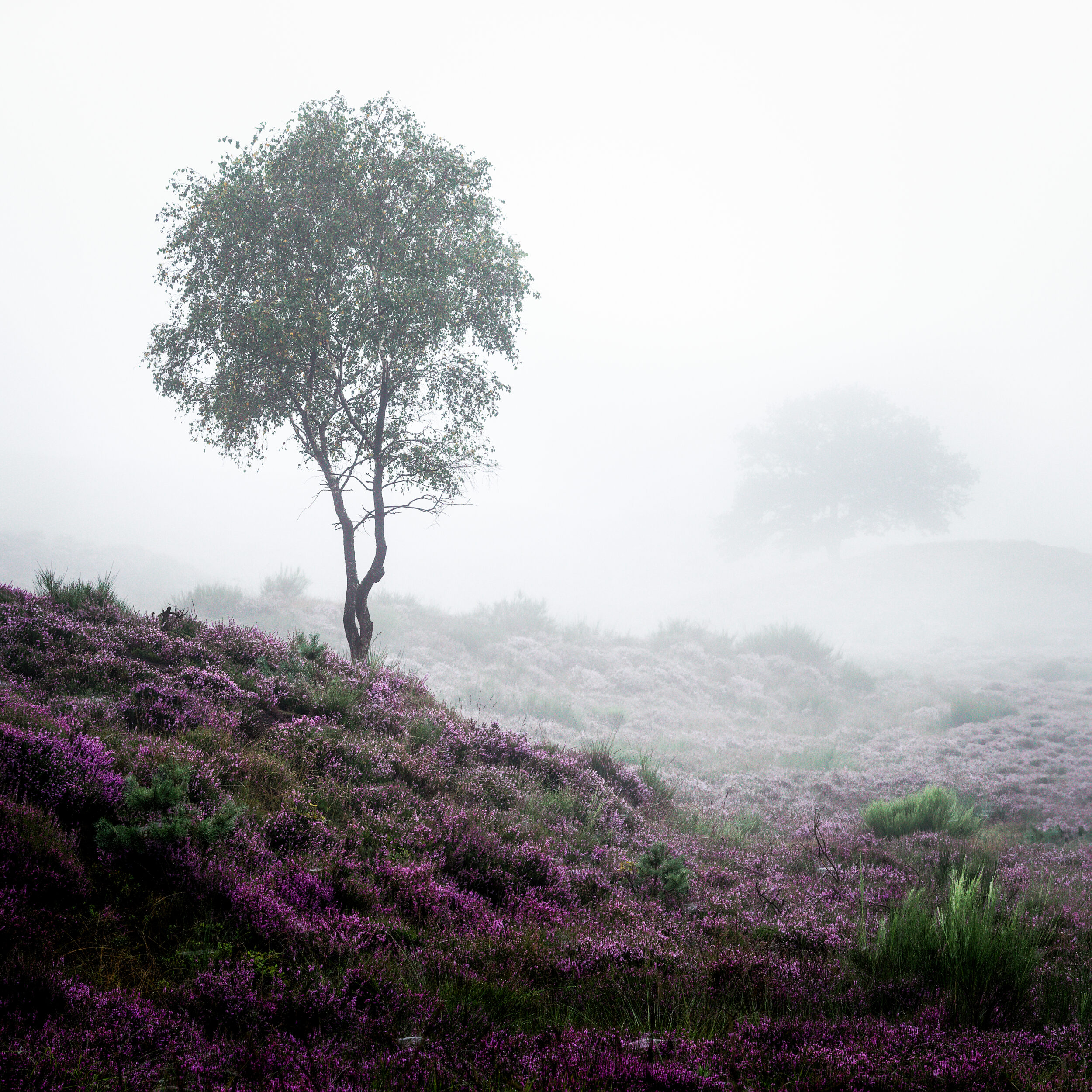 Birch tree and blooming heather in the fog