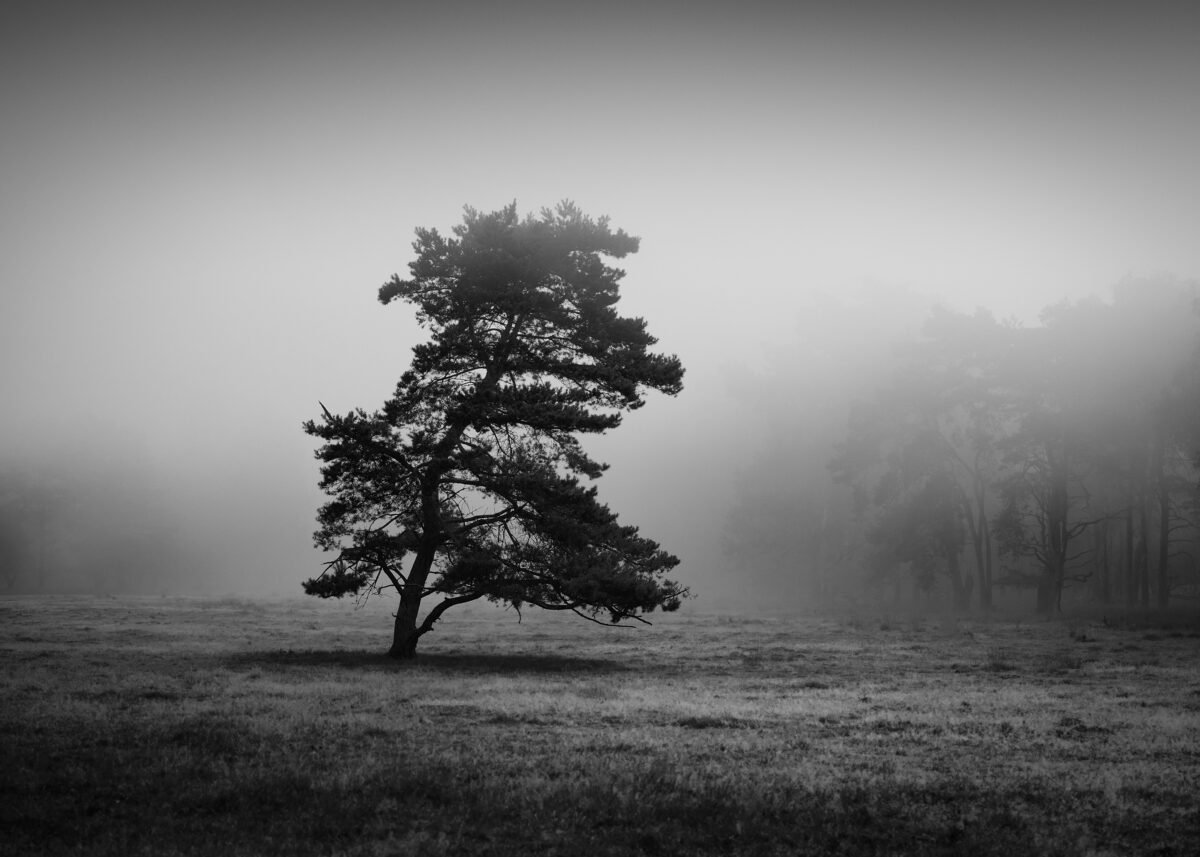 Lone pine tree in the mist