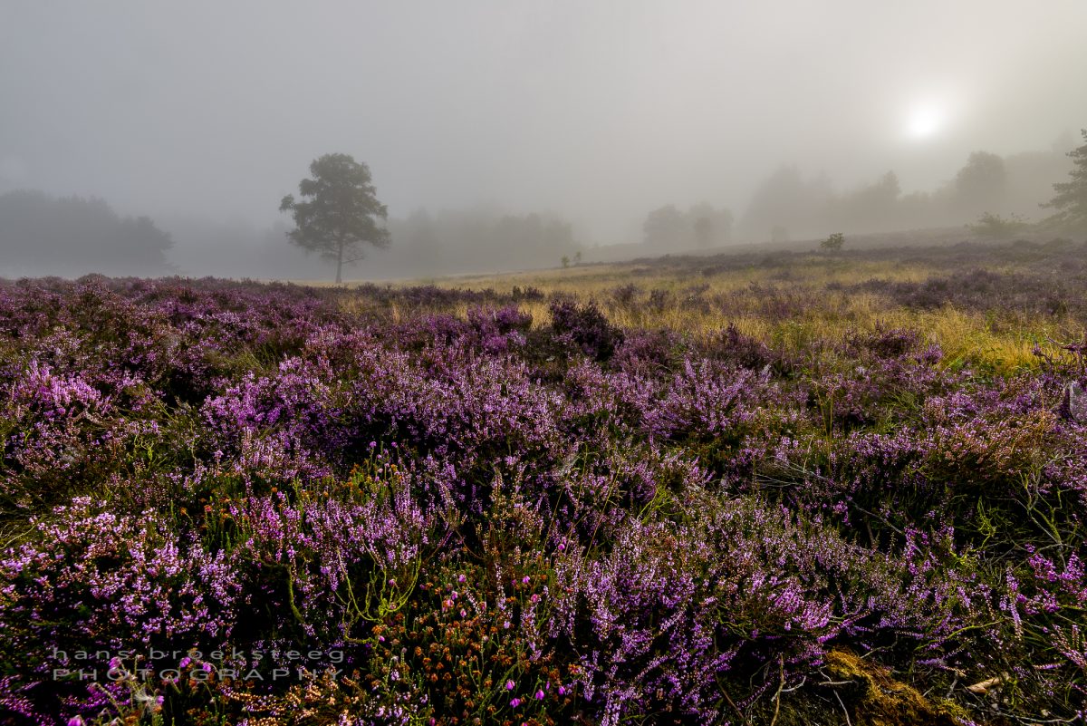 Bloming heather on a misty morning in Schaarsbergen, NL