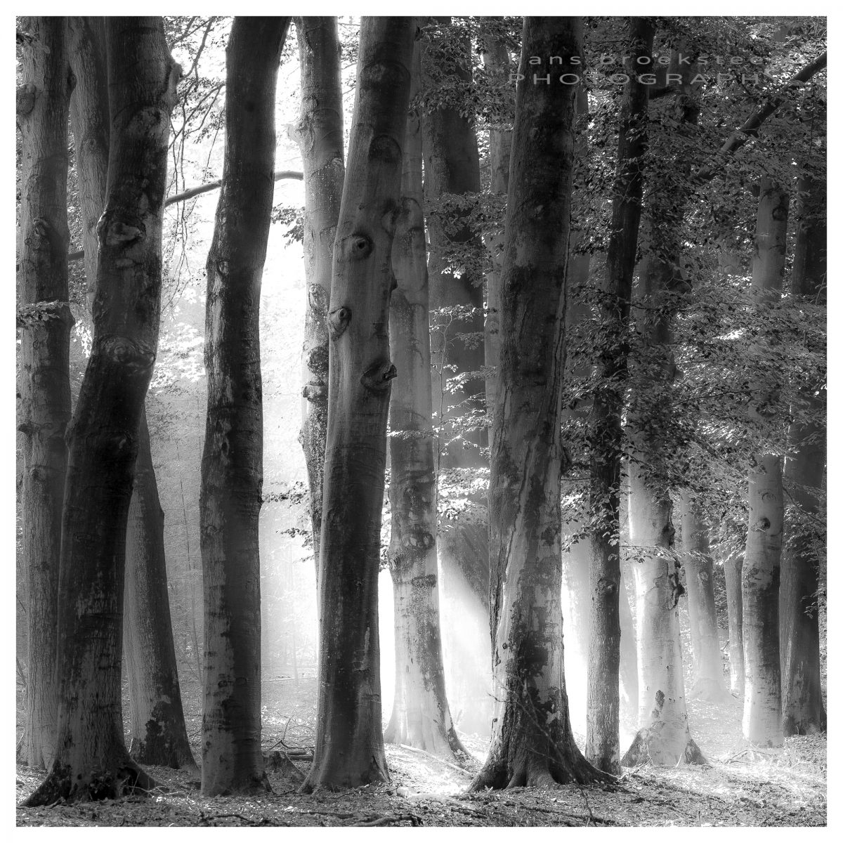 Woodland black and white