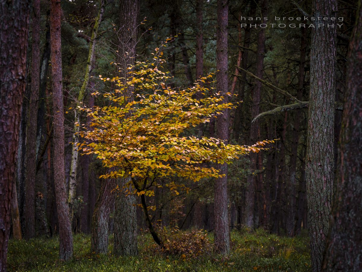 Autumn beech tree in NP Veluwezoom, NL